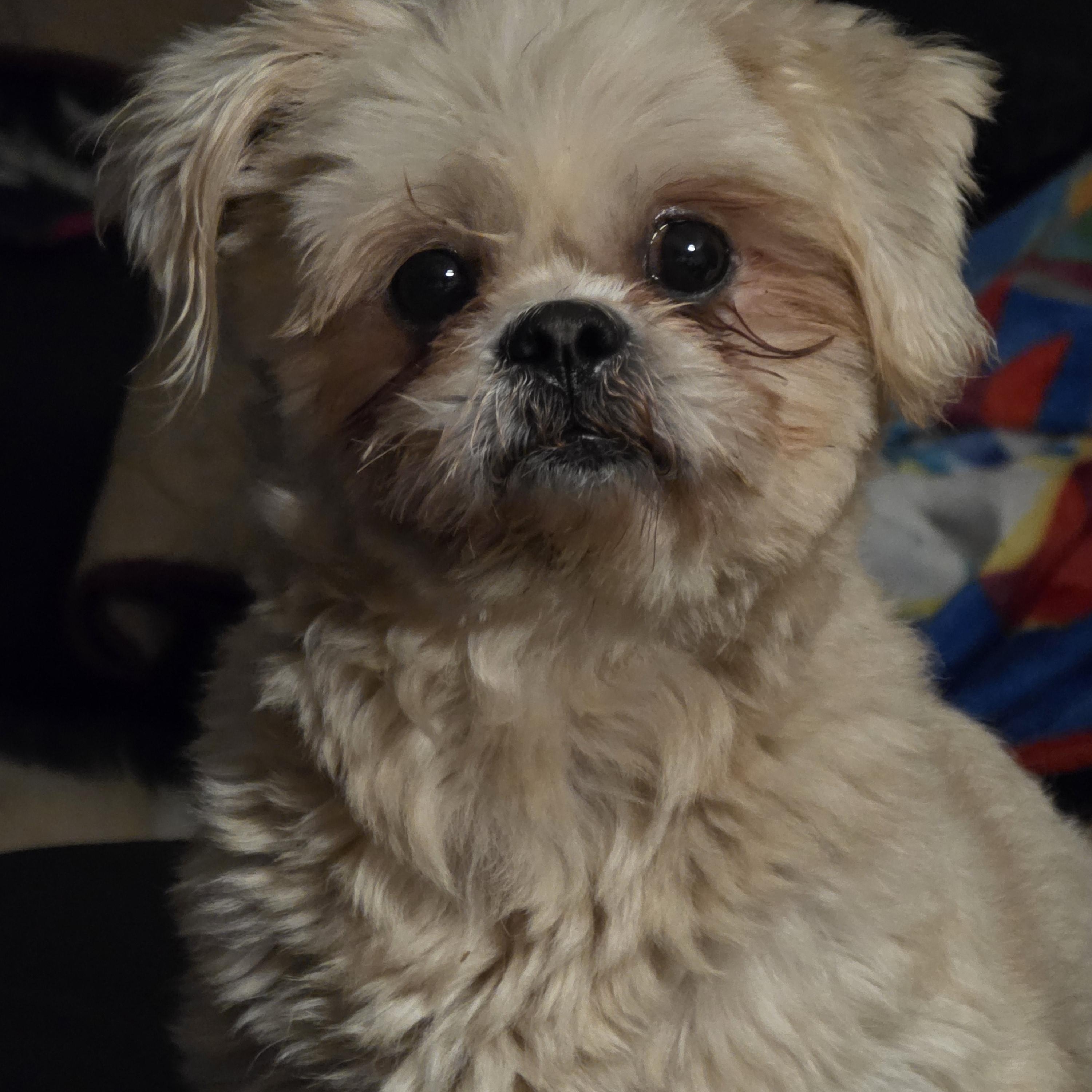 Enlarge Tyson, a hold mixed breed in Stockbridge, GA image 1/4