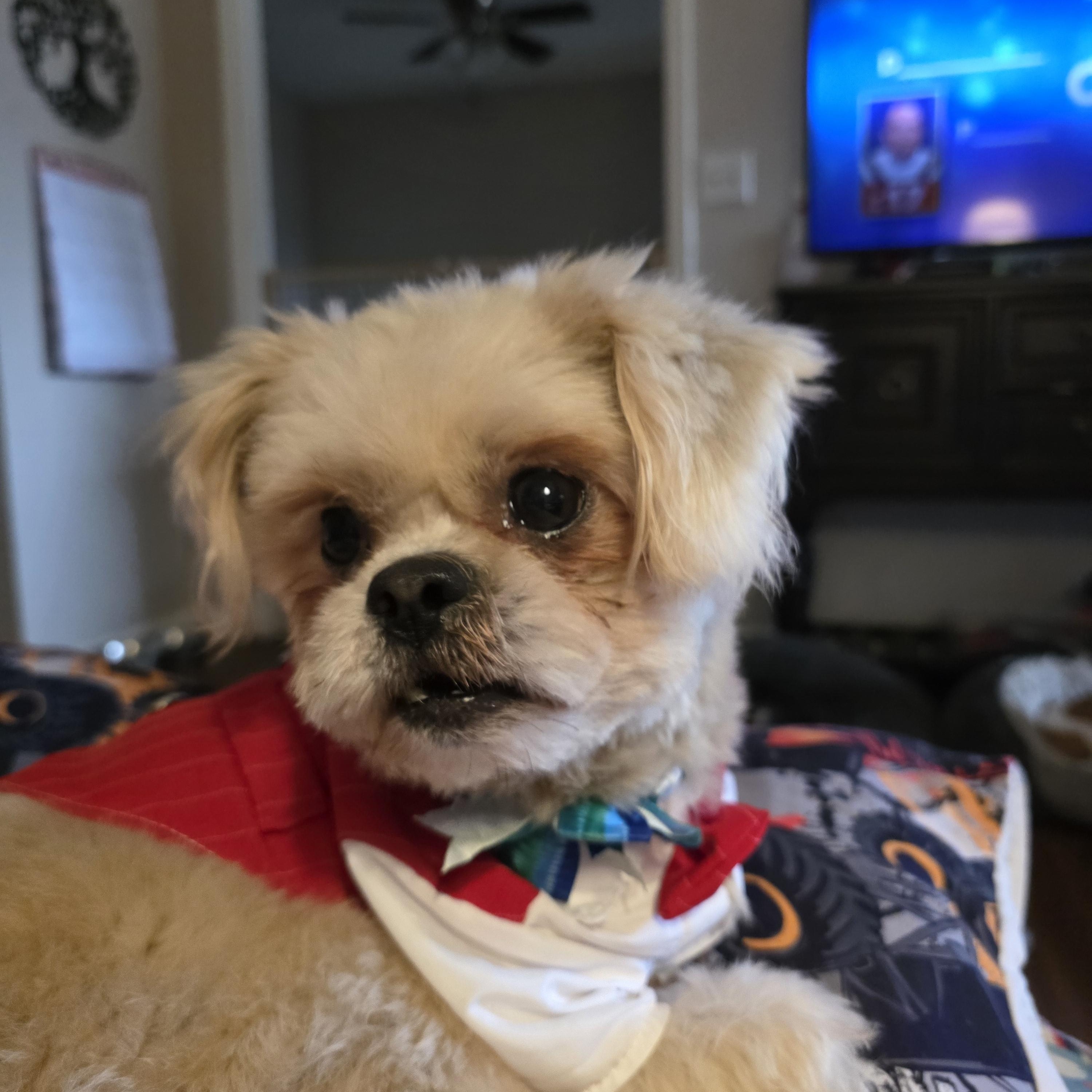 Tyson — thumbnail 3