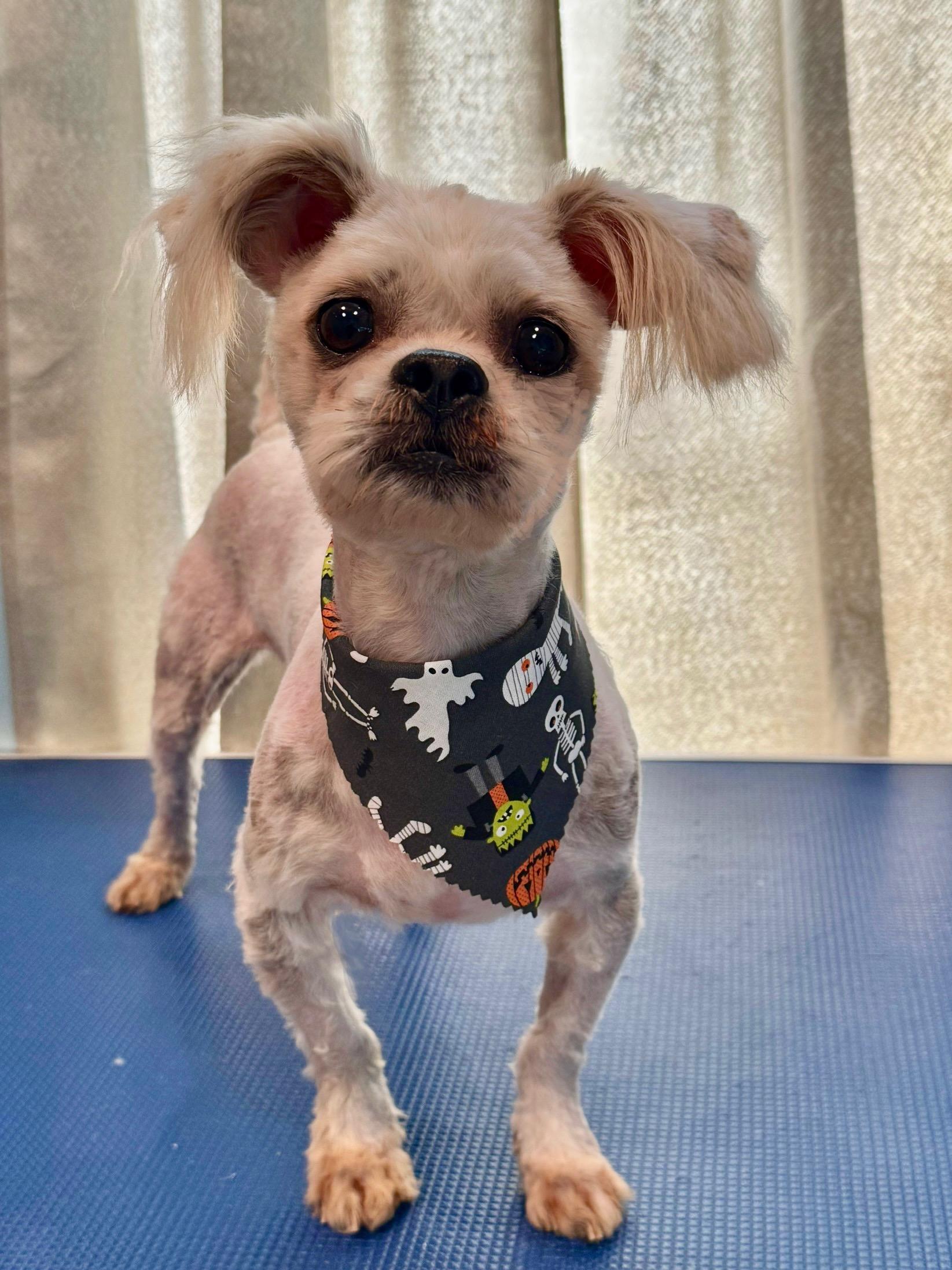 Enlarge Tyson, an adoptable mixed breed in Stockbridge, GA image 3/6