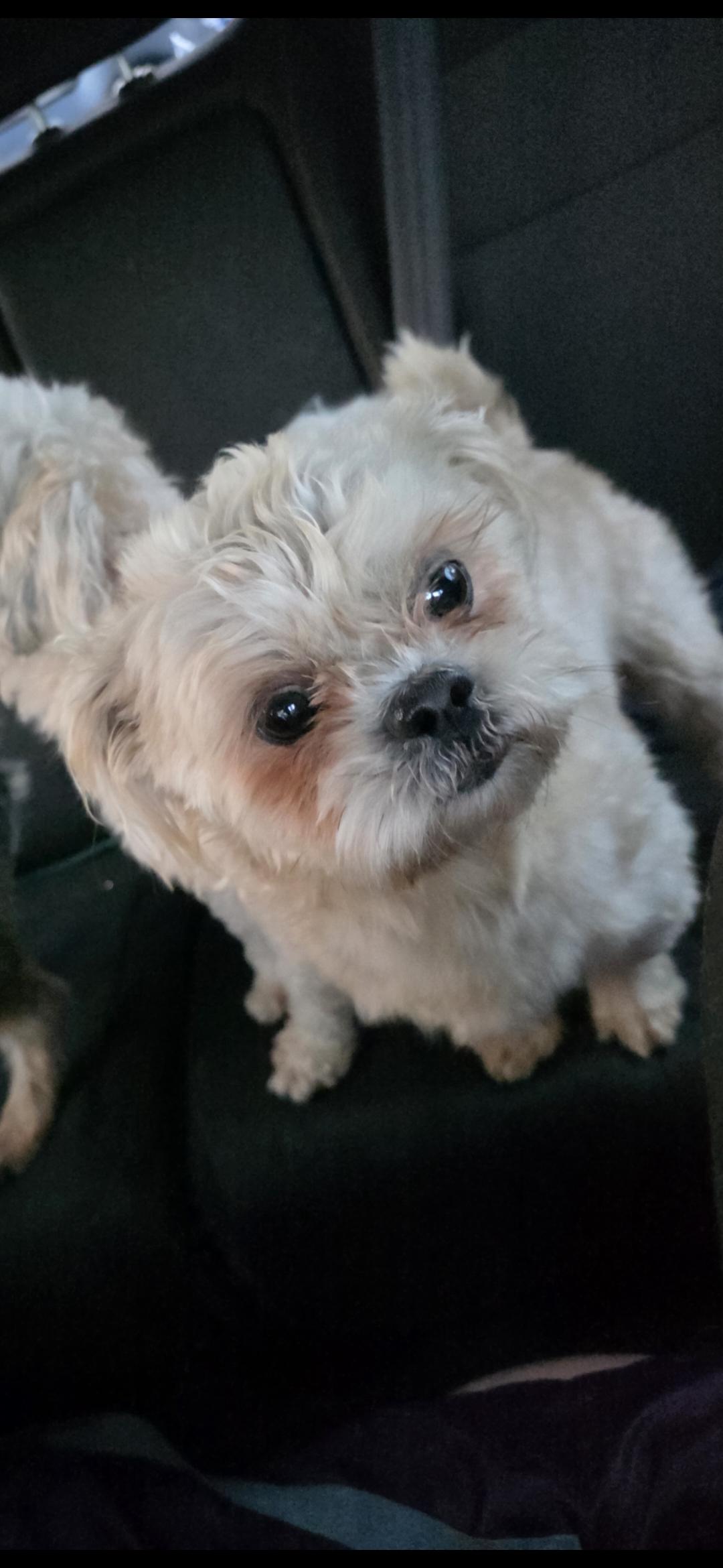 Enlarge Tyson, an adoptable mixed breed in Stockbridge, GA image 5/6