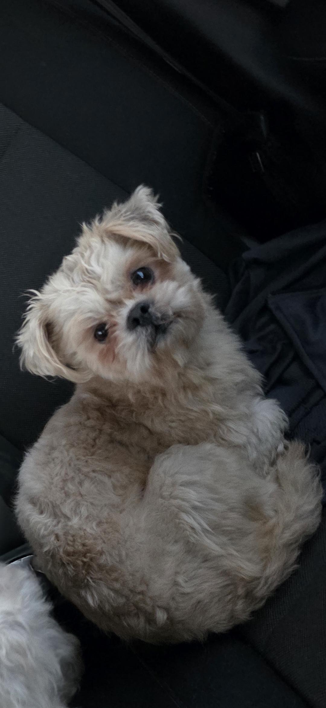 Tyson — thumbnail 4