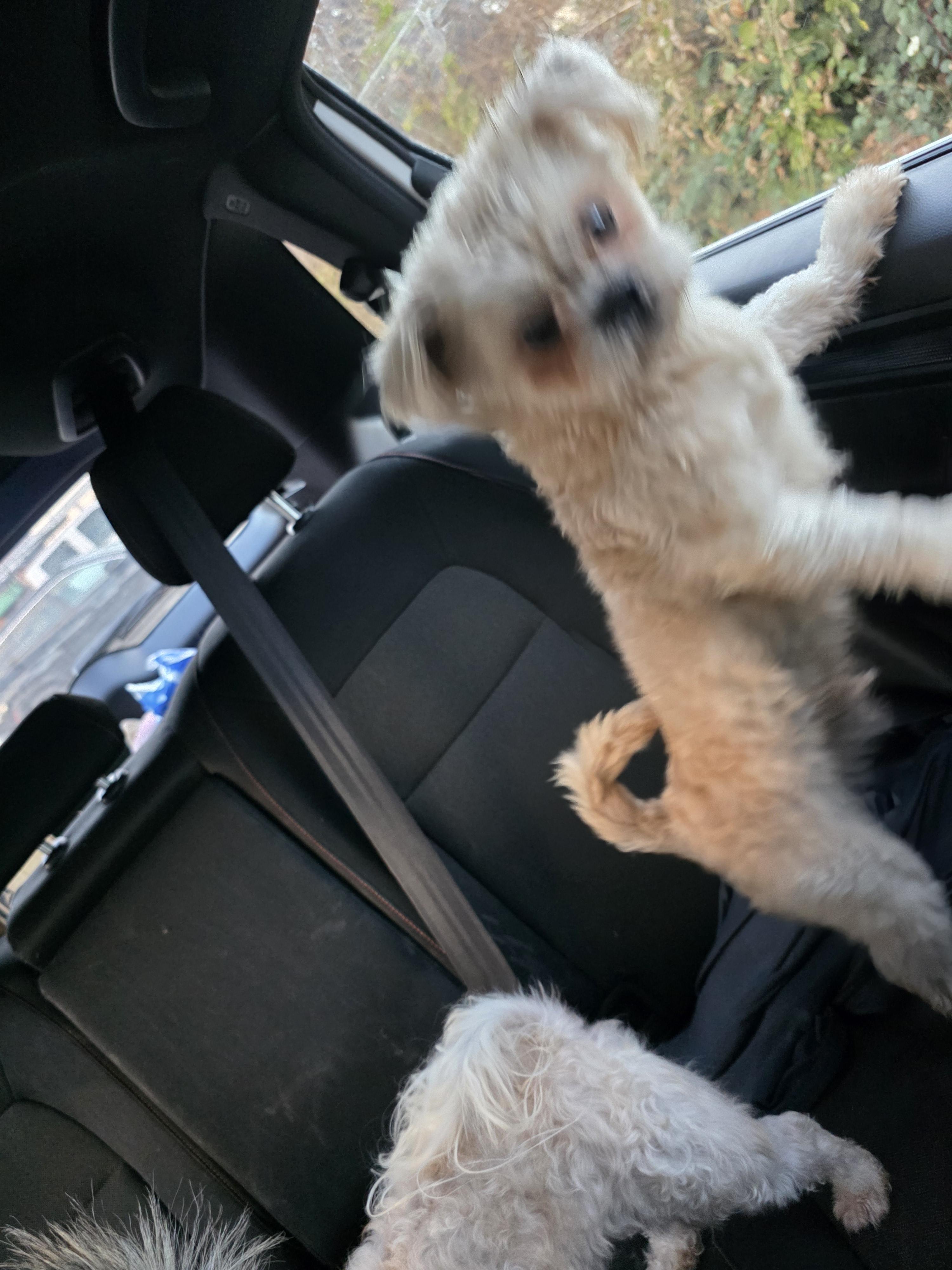 Tyson, adoptable, Young Male Shih Tzu.