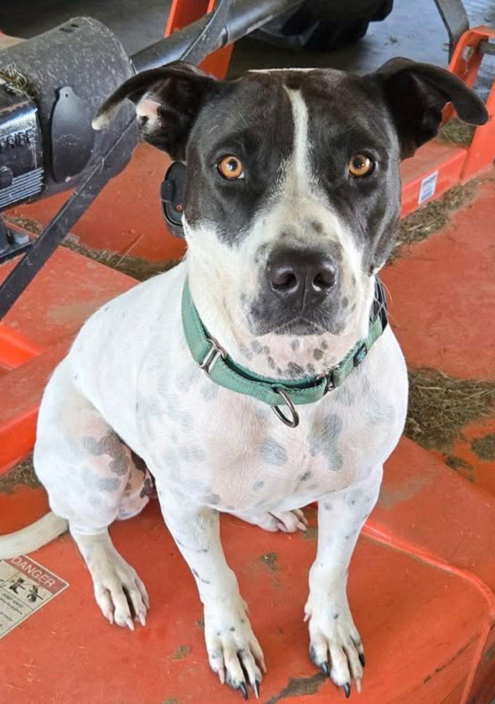 El (Eleanor), Adoptable, Young Female Pit Bull Terrier.