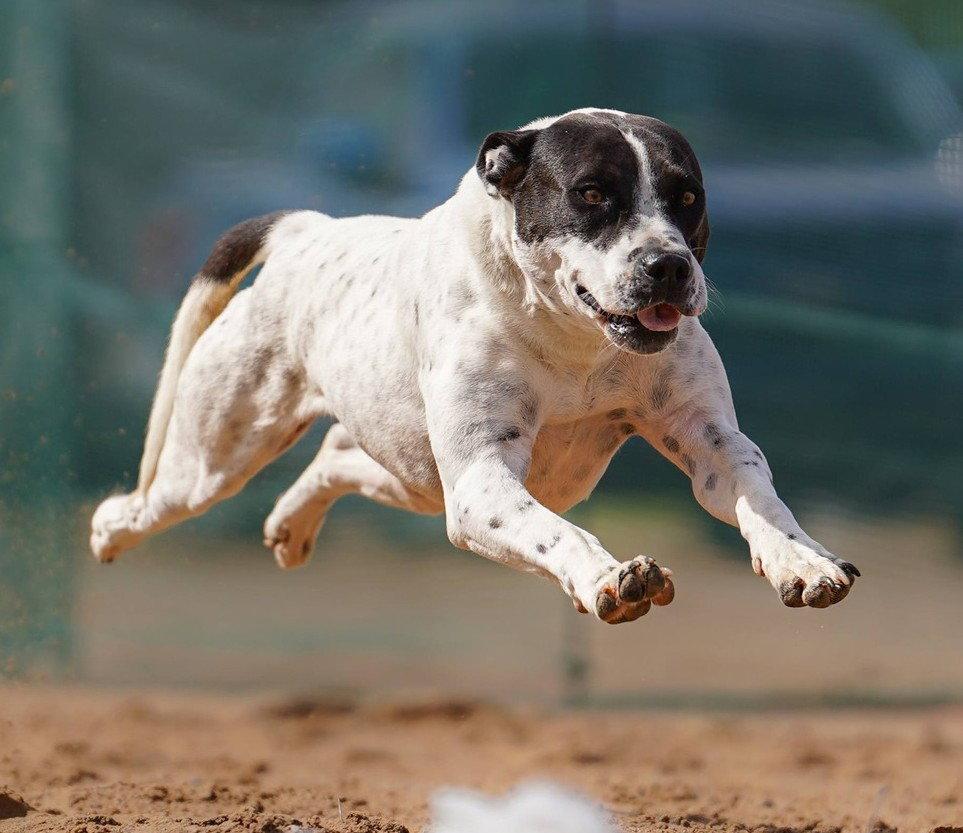 Ellie, a Adoptable Pit Bull Terrier in Winter Park, CO image 1/2