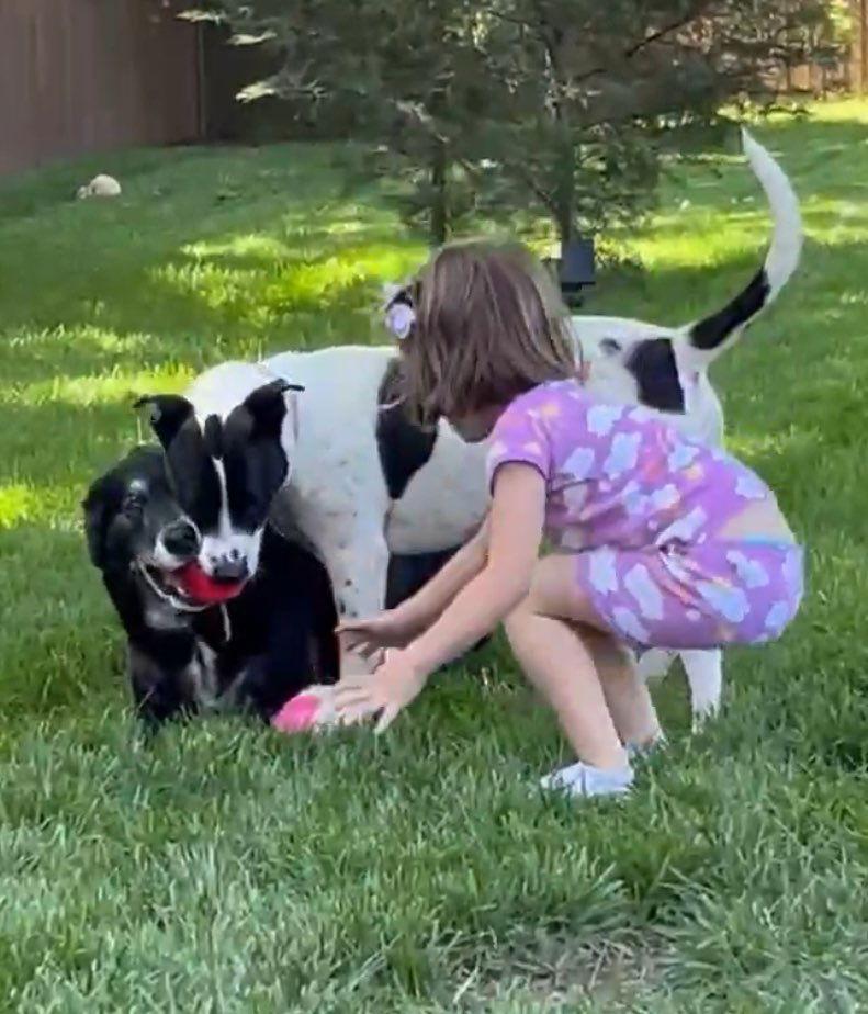 Ellie, Adoptable, Young Female Pit Bull Terrier.