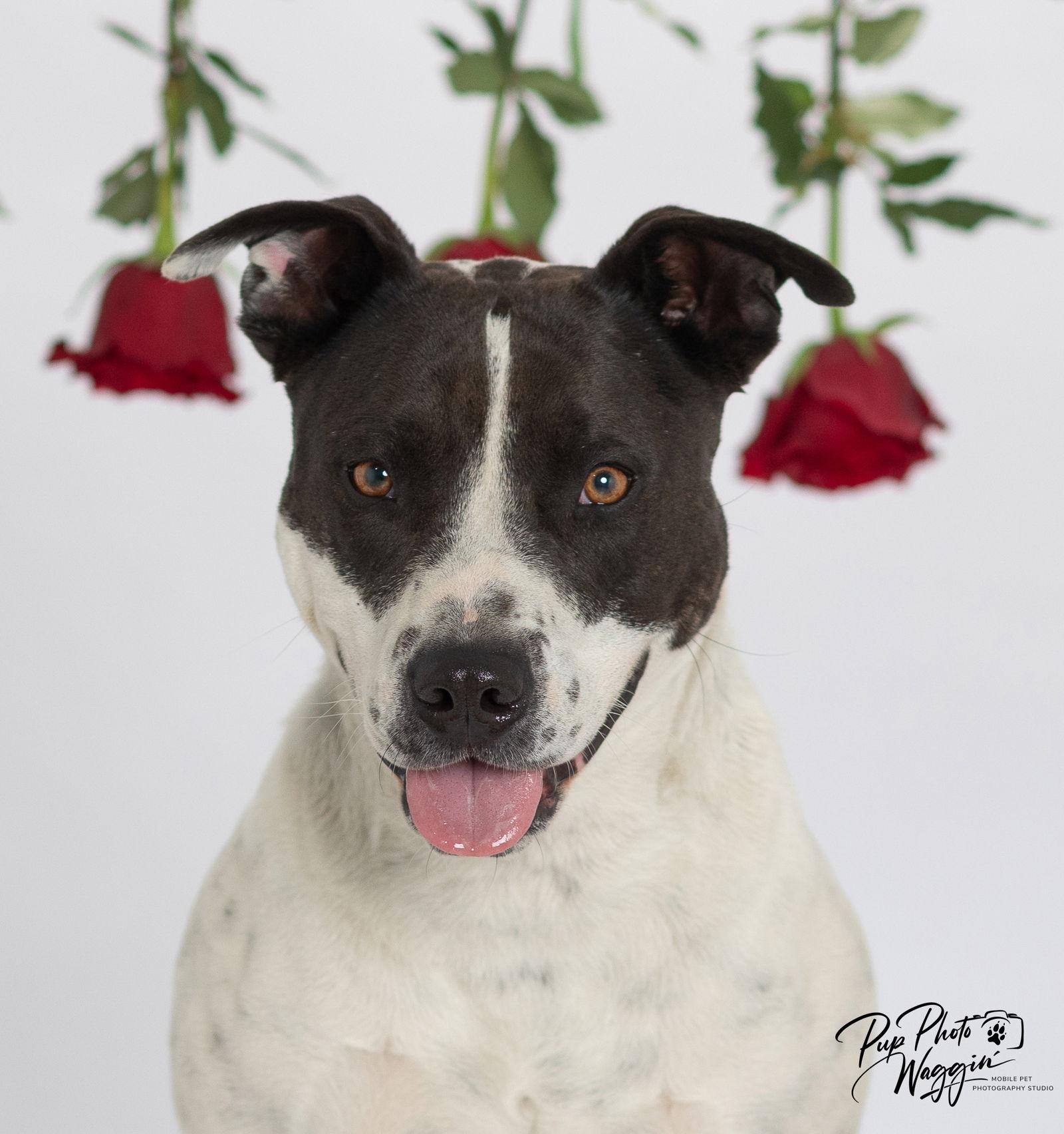 Ellie, a Adoptable Pit Bull Terrier in Winter Park, CO image 2/2