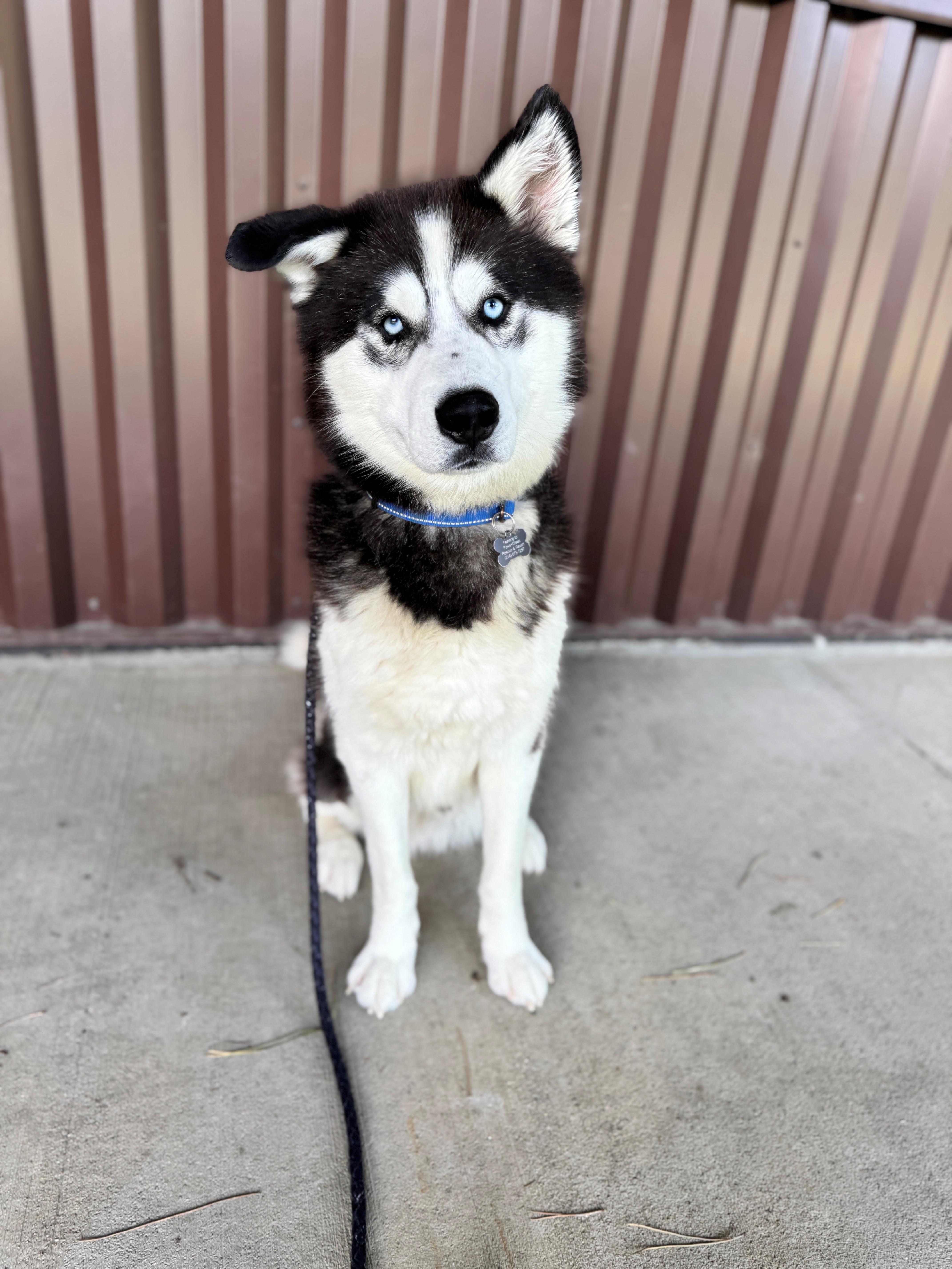 Spurgeon, an adoptable Siberian Husky in Hackensack, MN, 56452 | Photo Image 1