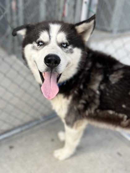 Spurgeon, an adoptable Siberian Husky in Hackensack, MN, 56452 | Photo Image 2