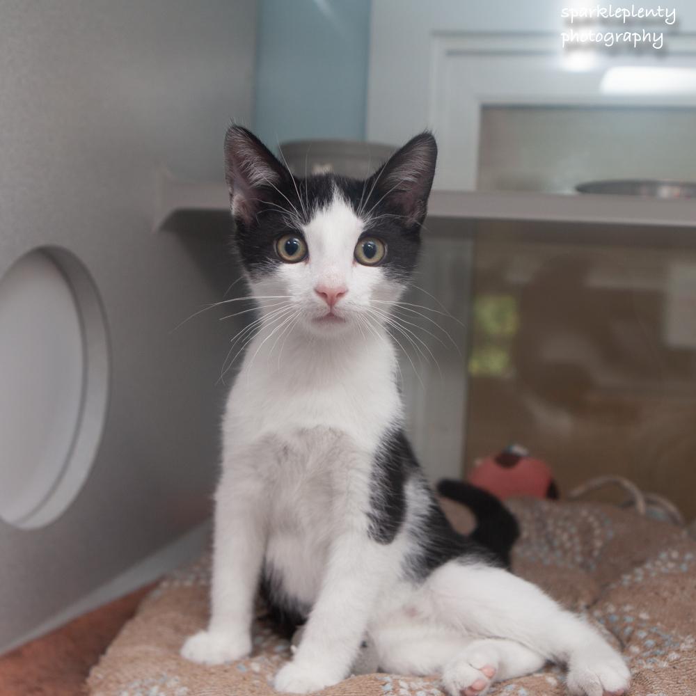 Enlarge Barkley, a Adopted Domestic Short Hair in Ridgefield, CT image 3/3