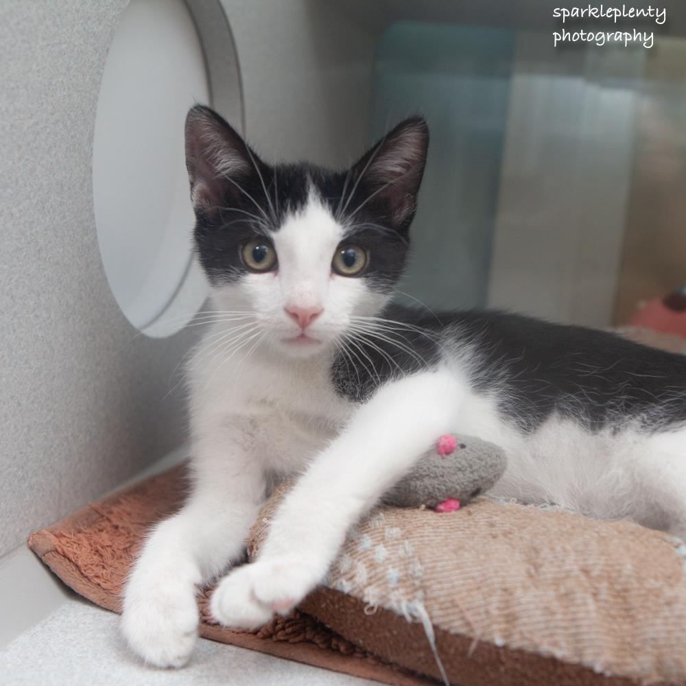 Enlarge Barkley, a Adopted Domestic Short Hair in Ridgefield, CT image 2/3