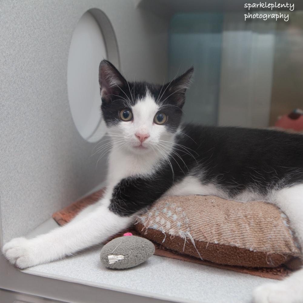 Barkley, Adopted, Kitten Male Domestic Short Hair.