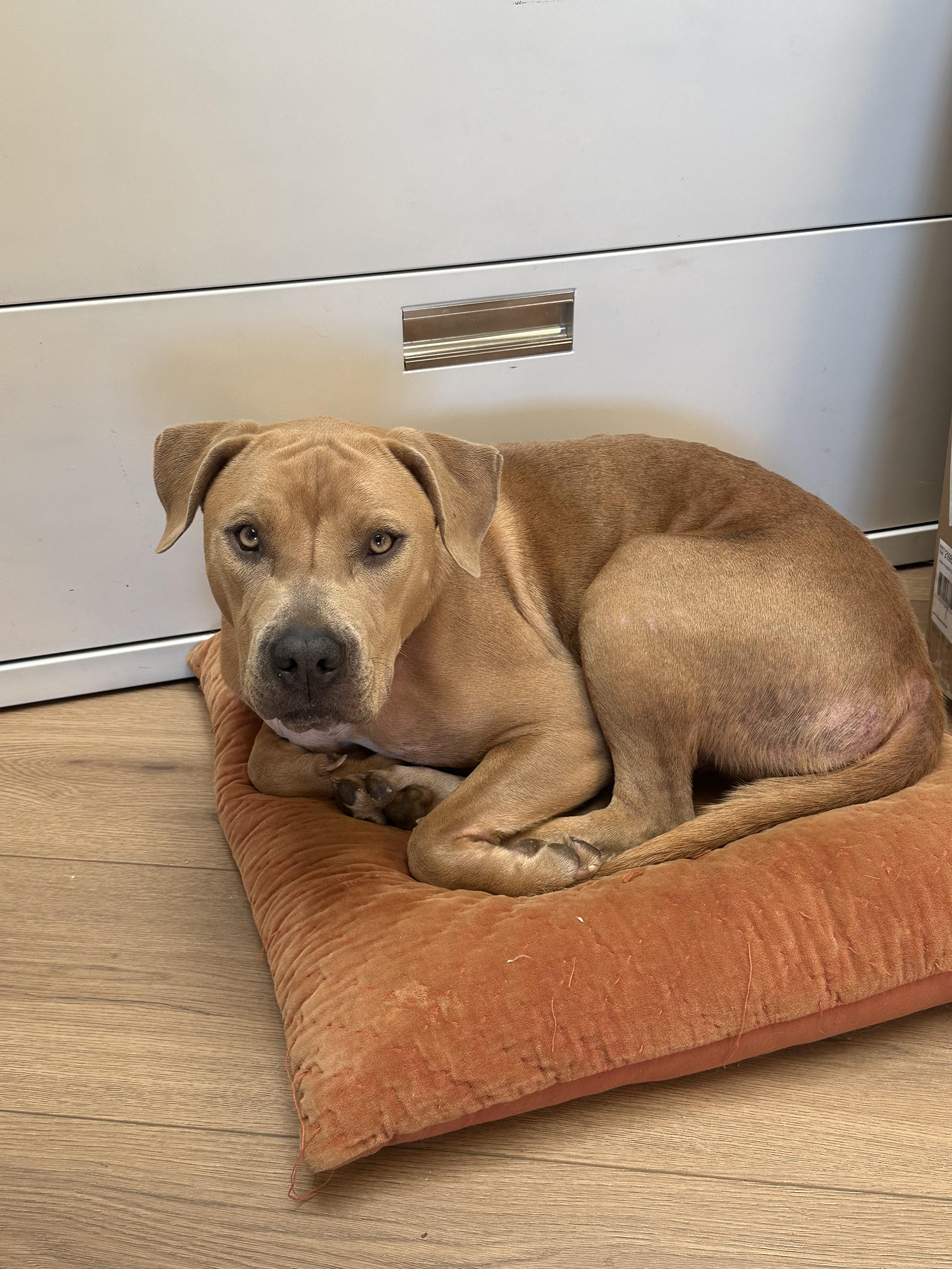Enlarge Lana, a Adopted mixed breed in Fairfield, CA image 3/5