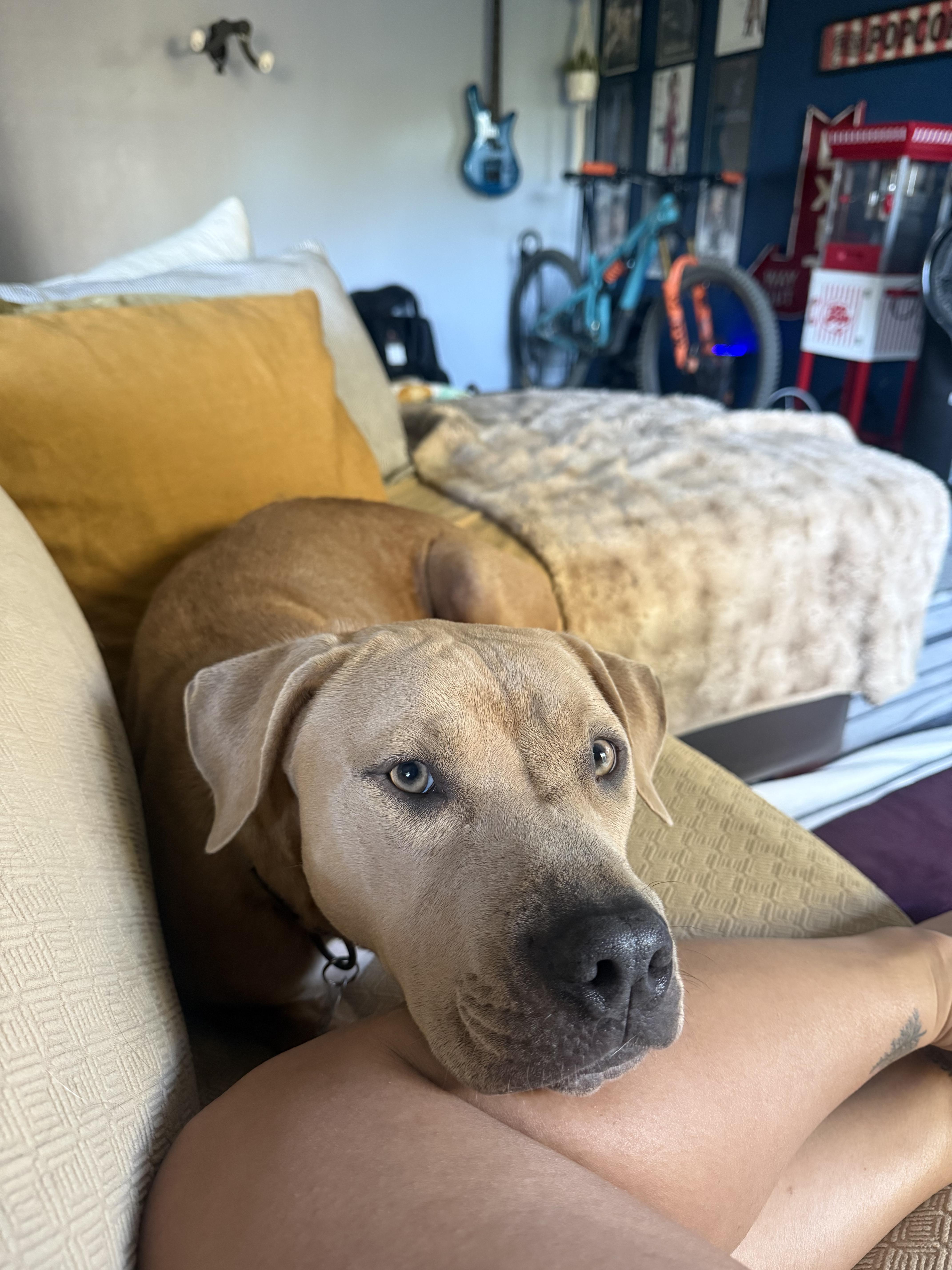 Enlarge Lana, a Adopted mixed breed in Fairfield, CA image 4/5