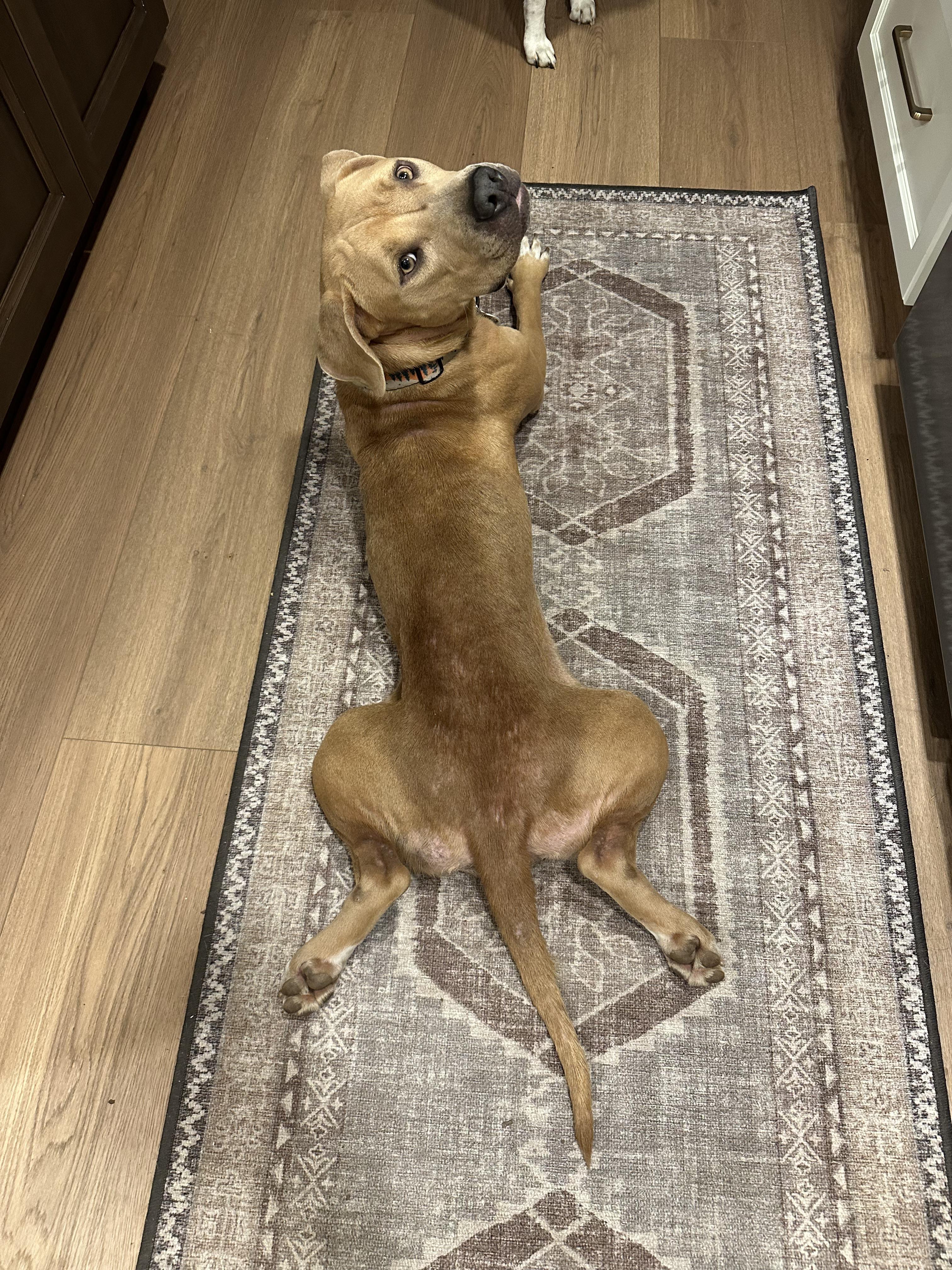 Enlarge Lana, a Adopted mixed breed in Fairfield, CA image 1/5