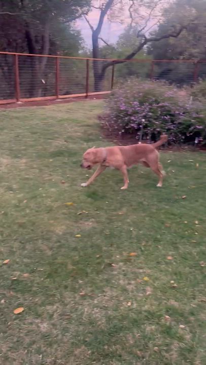 Enlarge Lana, a Adopted mixed breed in Fairfield, CA video 5/5