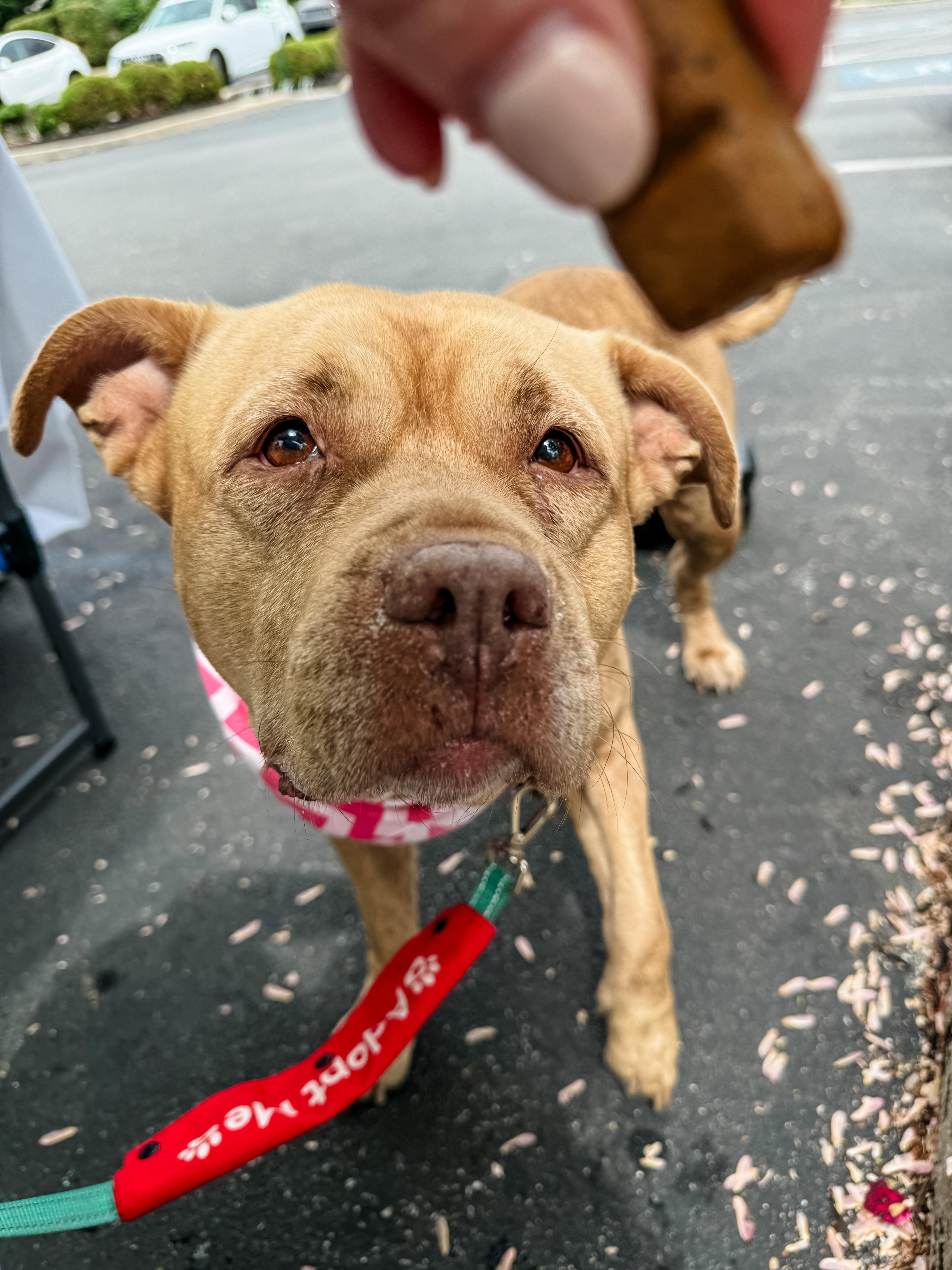 MELLIE, a Adopted mixed breed in Philadelphia, PA image 5/6