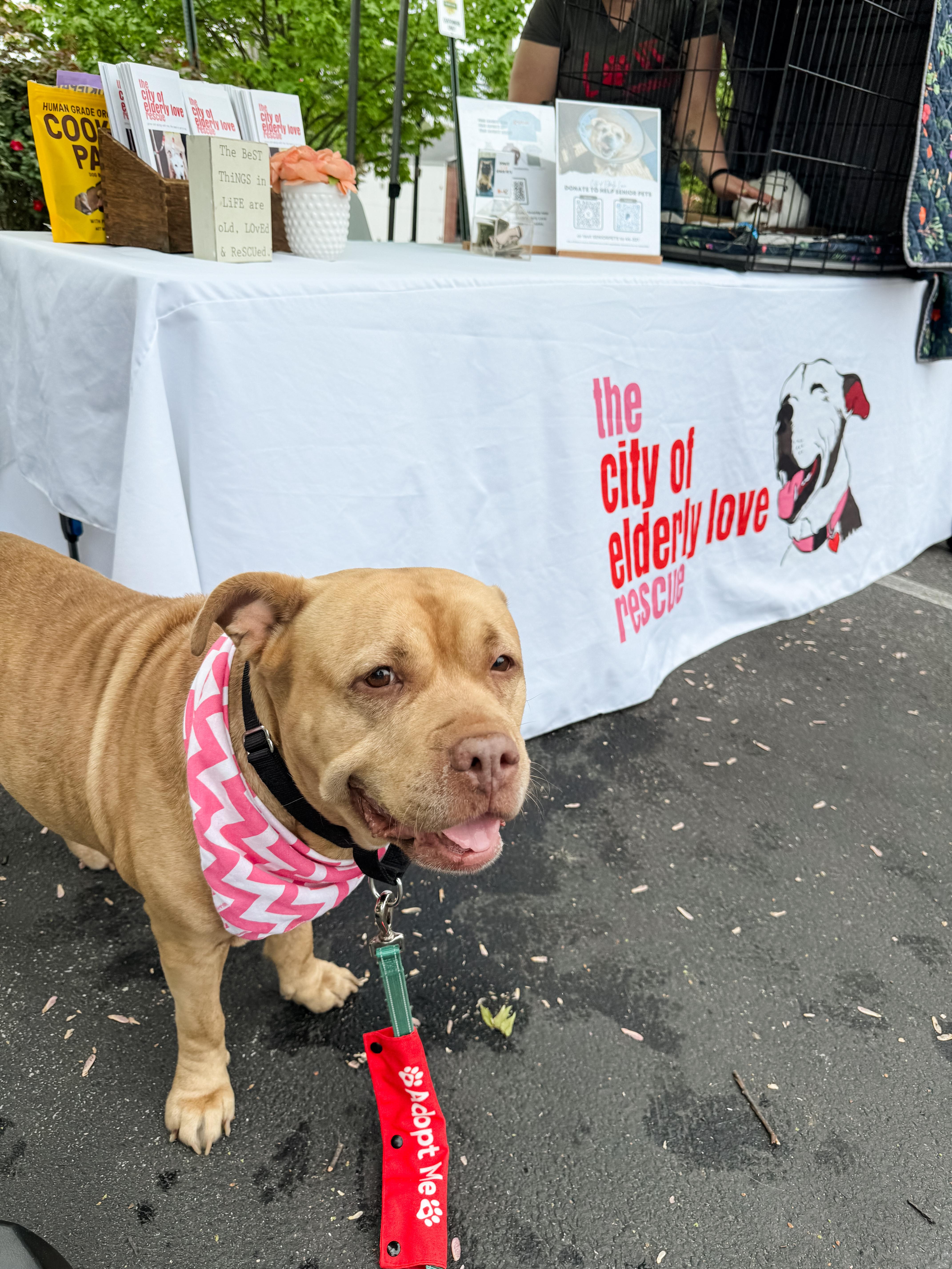 MELLIE, a Adopted mixed breed in Philadelphia, PA image 4/6
