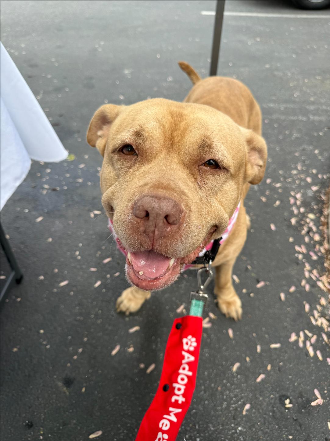 MELLIE, a Adopted mixed breed in Philadelphia, PA image 1/6