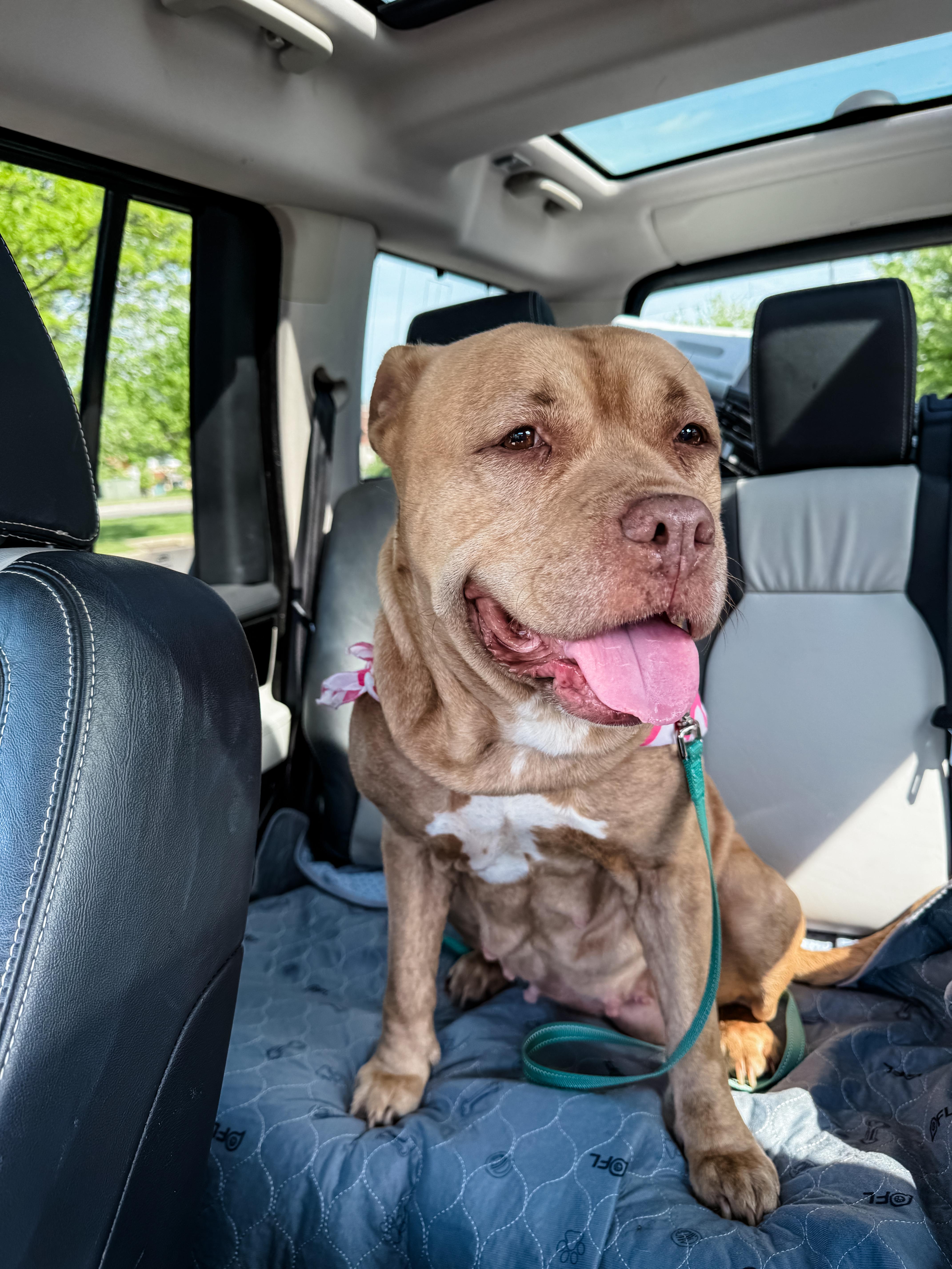 MELLIE, a Adopted mixed breed in Philadelphia, PA image 3/6
