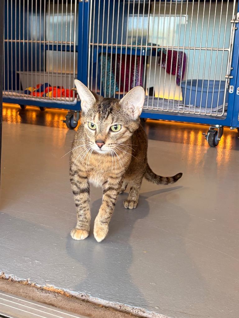 0 Sienna, Adoptable, Adult Female Domestic Short Hair.