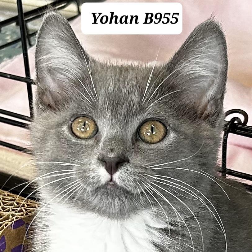 Enlarge Yohan, a ADOPTABLE Domestic Short Hair in Morganton, NC image 1/1