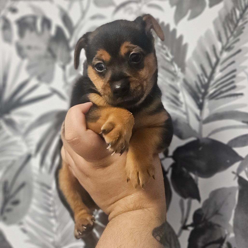 Bandit, Adoptable, Puppy Male Miniature Pinscher.