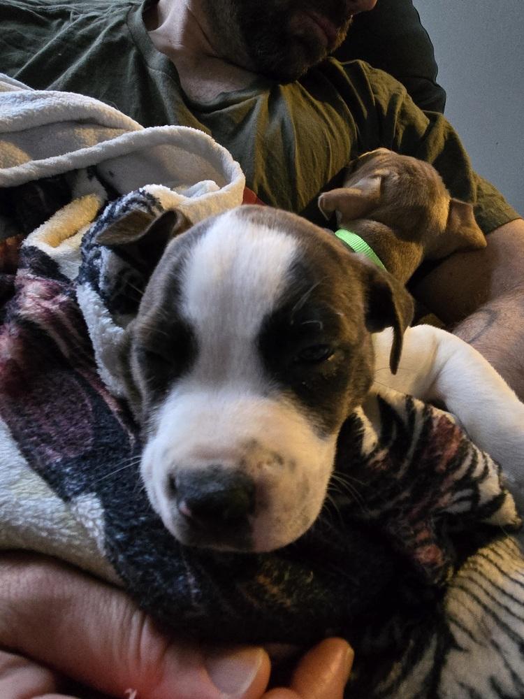 Enlarge Lucky Charm, a Adoptable mixed breed in Clinton Township, MI image 1/2