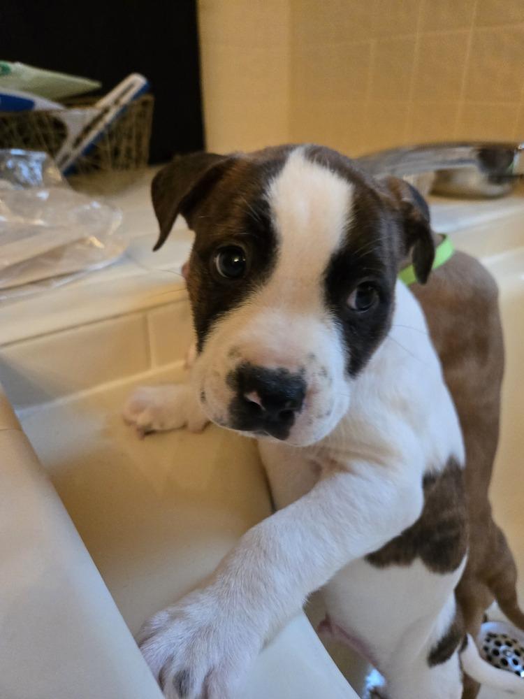 Enlarge Lucky Charm, a Adoptable mixed breed in Clinton Township, MI image 2/2