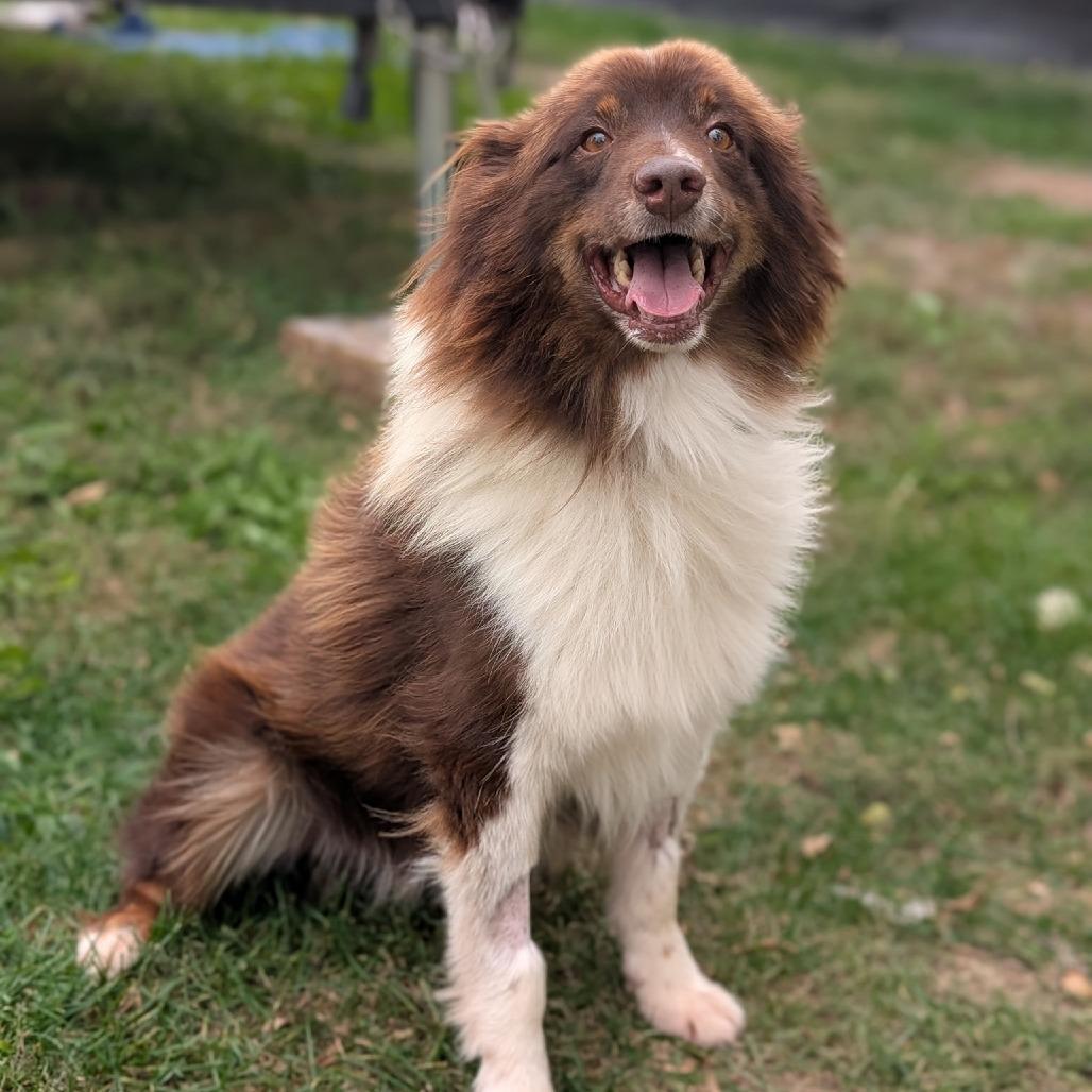 Enlarge Rusty, a Adoptable Australian Shepherd in Newton, IA image 1/1