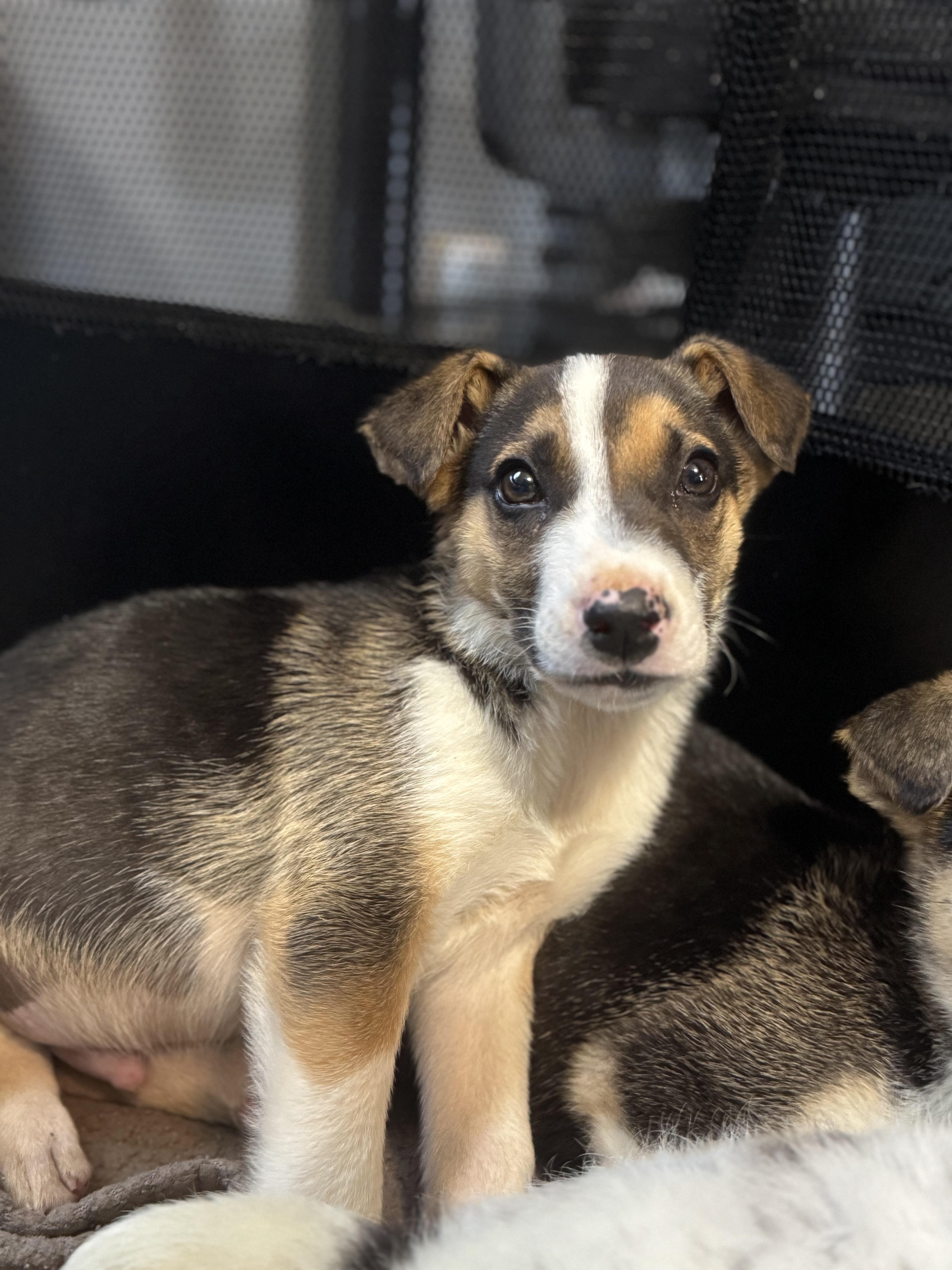 Enlarge Snoop Dogg! Sweet gentle boy , a ADOPTABLE mixed breed in RUSSIAVILLE, IN image 4/5