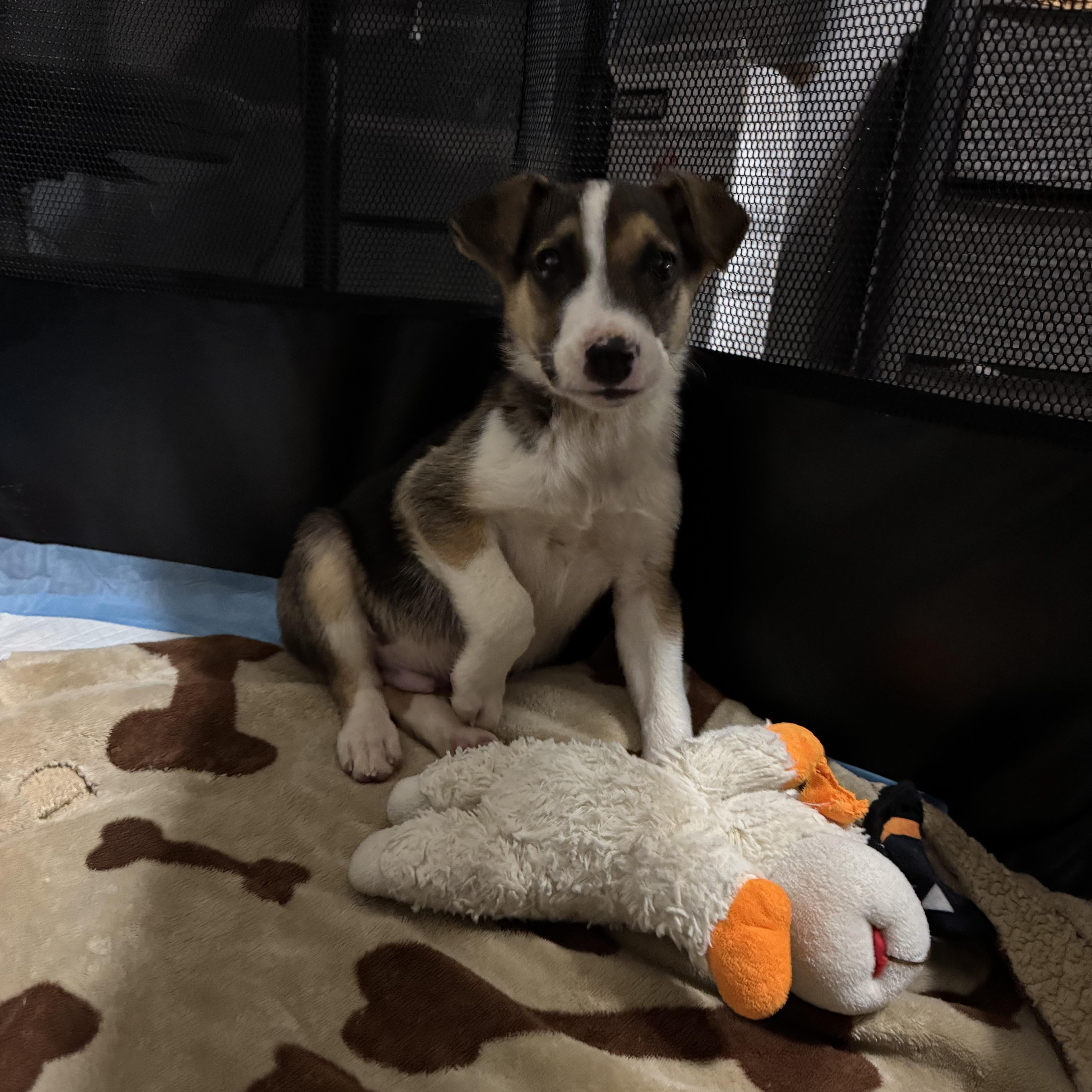 Enlarge Snoop Dogg! Sweet gentle boy , a ADOPTABLE mixed breed in RUSSIAVILLE, IN image 5/5