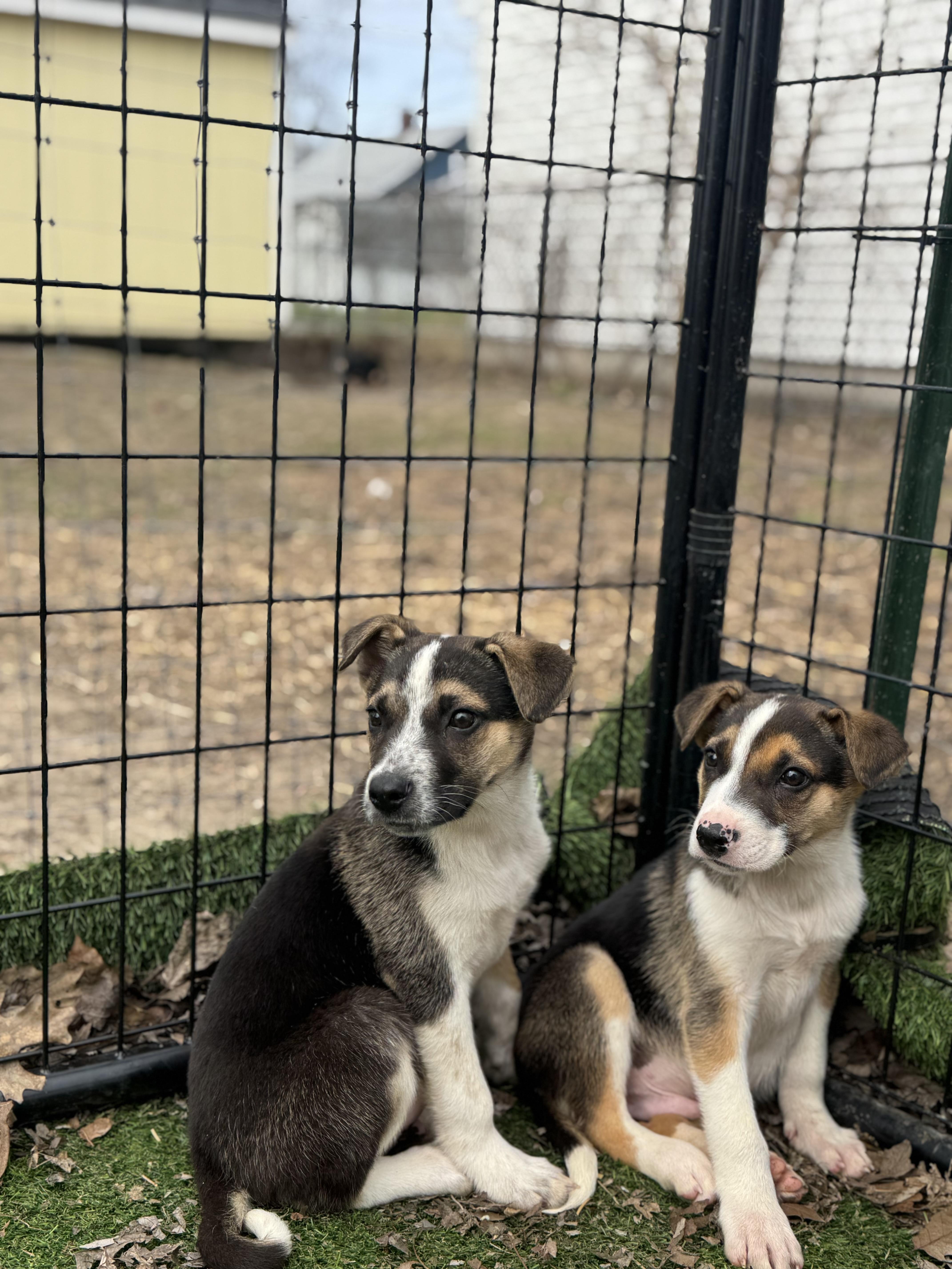 Enlarge Snoop Dogg! Sweet gentle boy , a ADOPTABLE mixed breed in RUSSIAVILLE, IN image 3/5