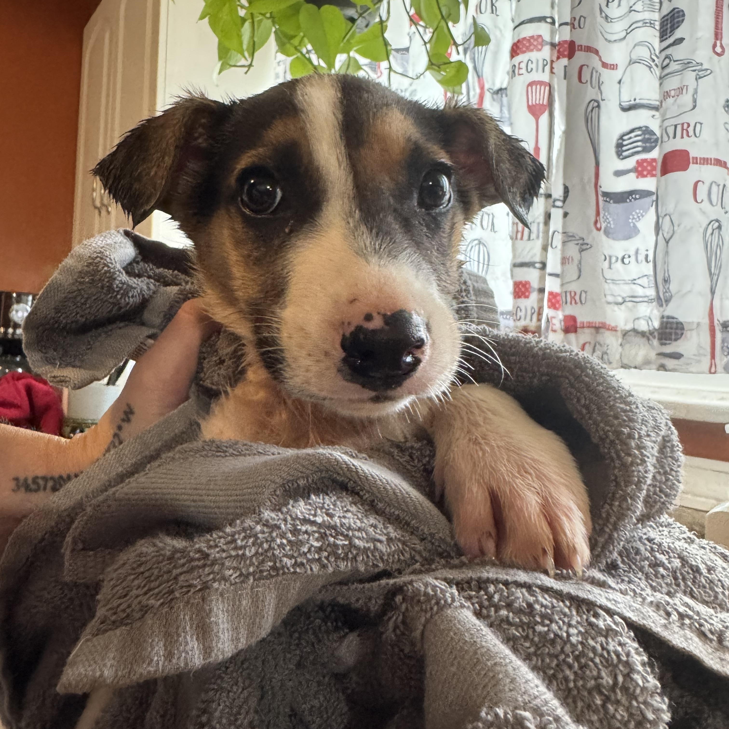 Enlarge Snoop Dogg! Sweet gentle boy , a ADOPTABLE mixed breed in RUSSIAVILLE, IN image 1/5