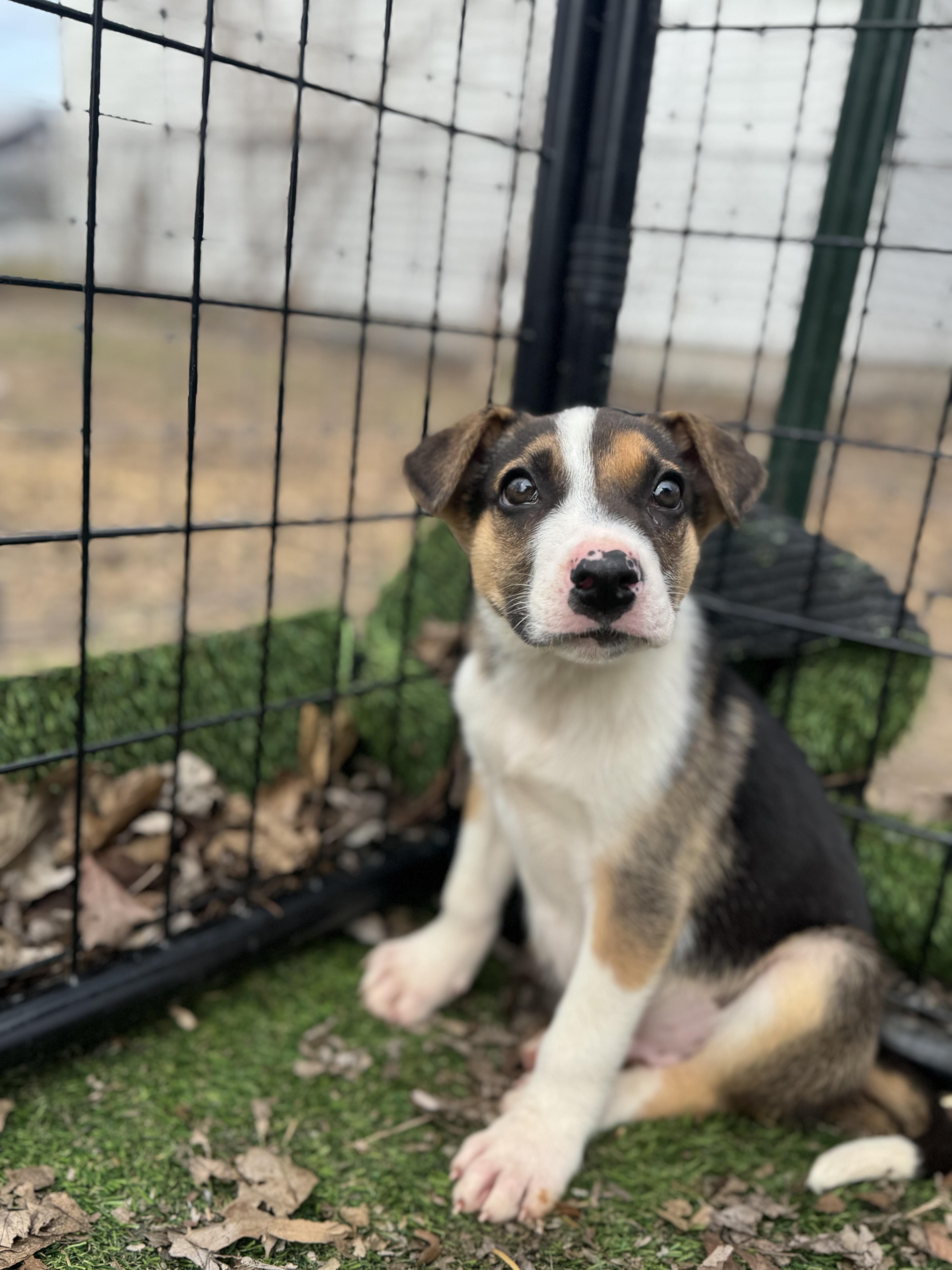 Enlarge Snoop Dogg! Sweet gentle boy , a ADOPTABLE mixed breed in RUSSIAVILLE, IN image 2/5