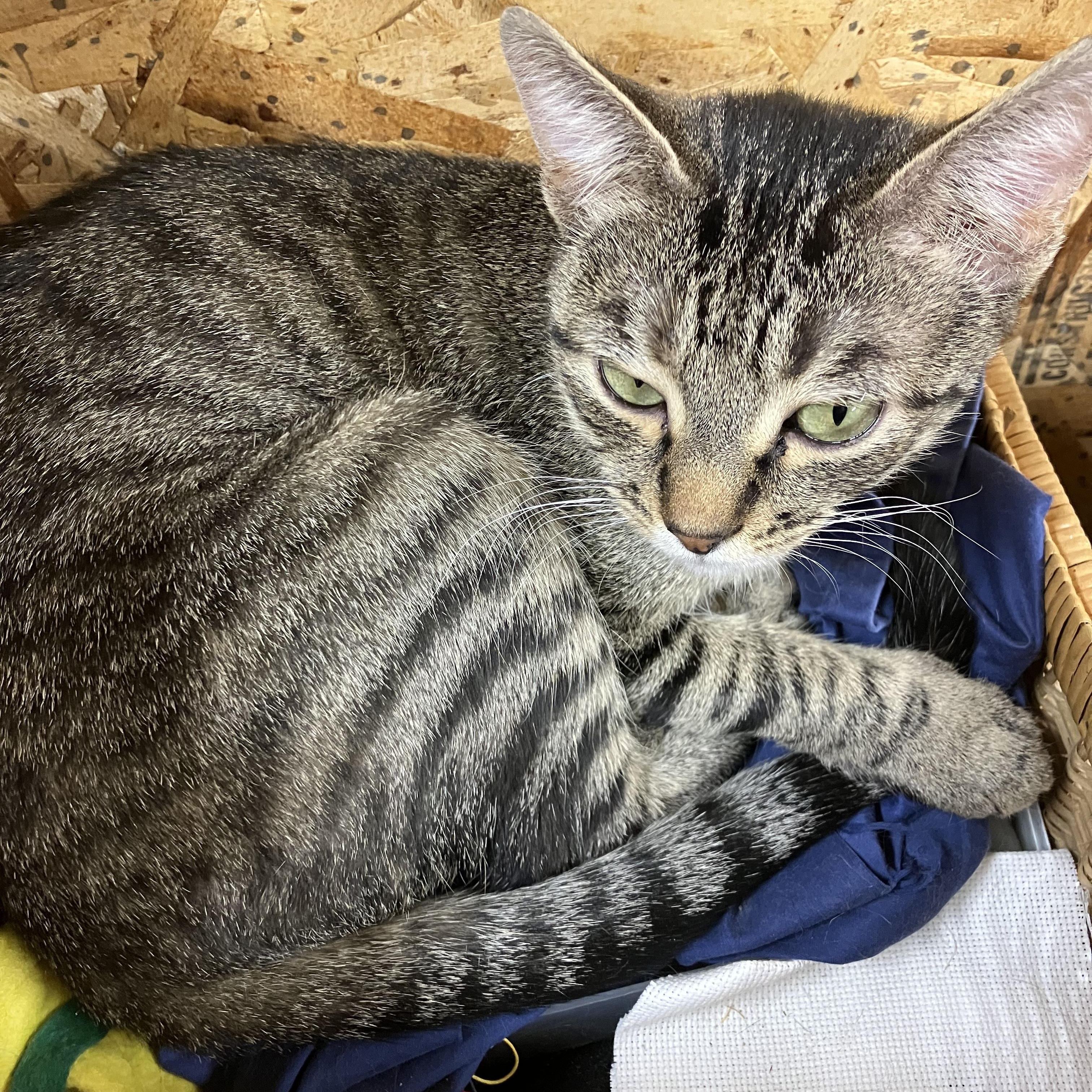 Enlarge Orielle. (Oh ray), a ADOPTABLE Tabby in Portland, OR image 4/6