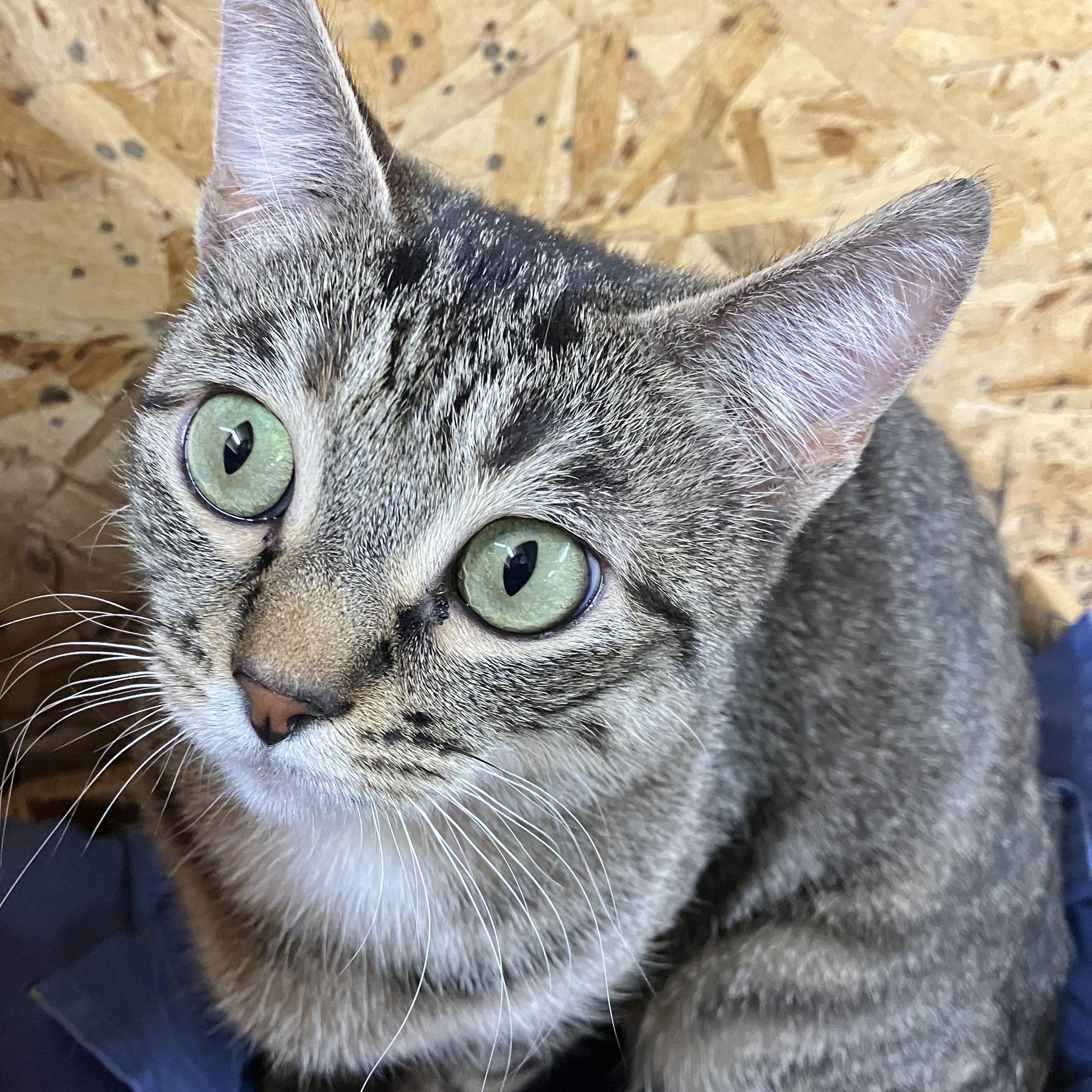 Enlarge Orielle. (Oh ray), a ADOPTABLE Tabby in Portland, OR image 1/6