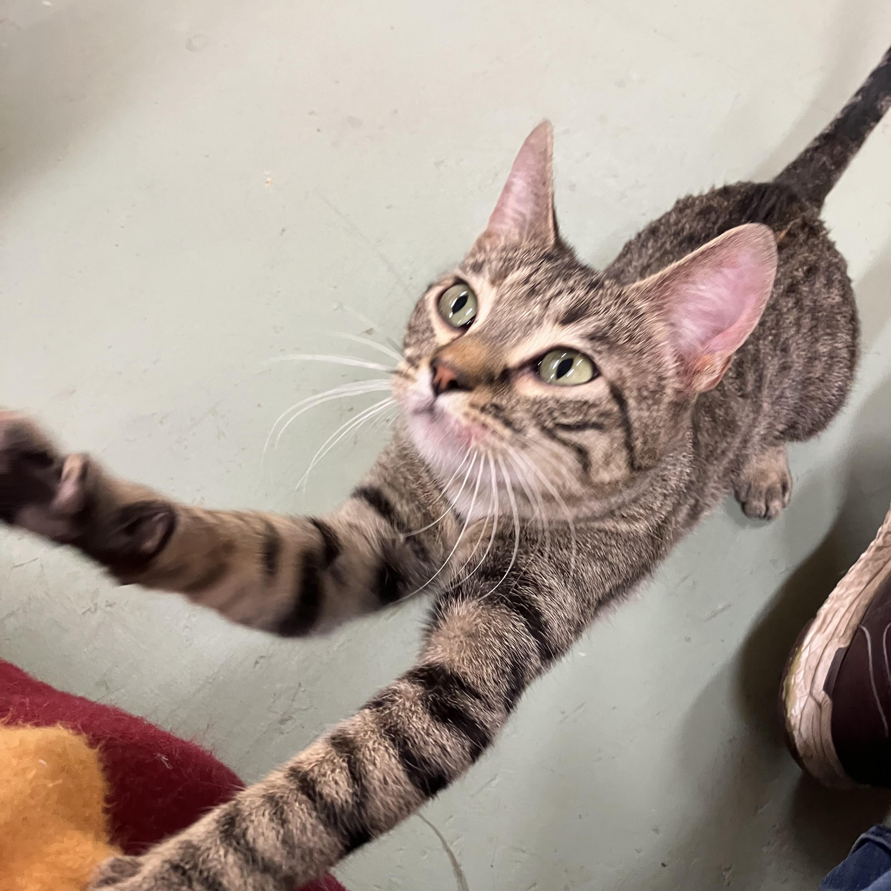Enlarge Orielle. (Oh ray), a ADOPTABLE Tabby in Portland, OR image 6/6