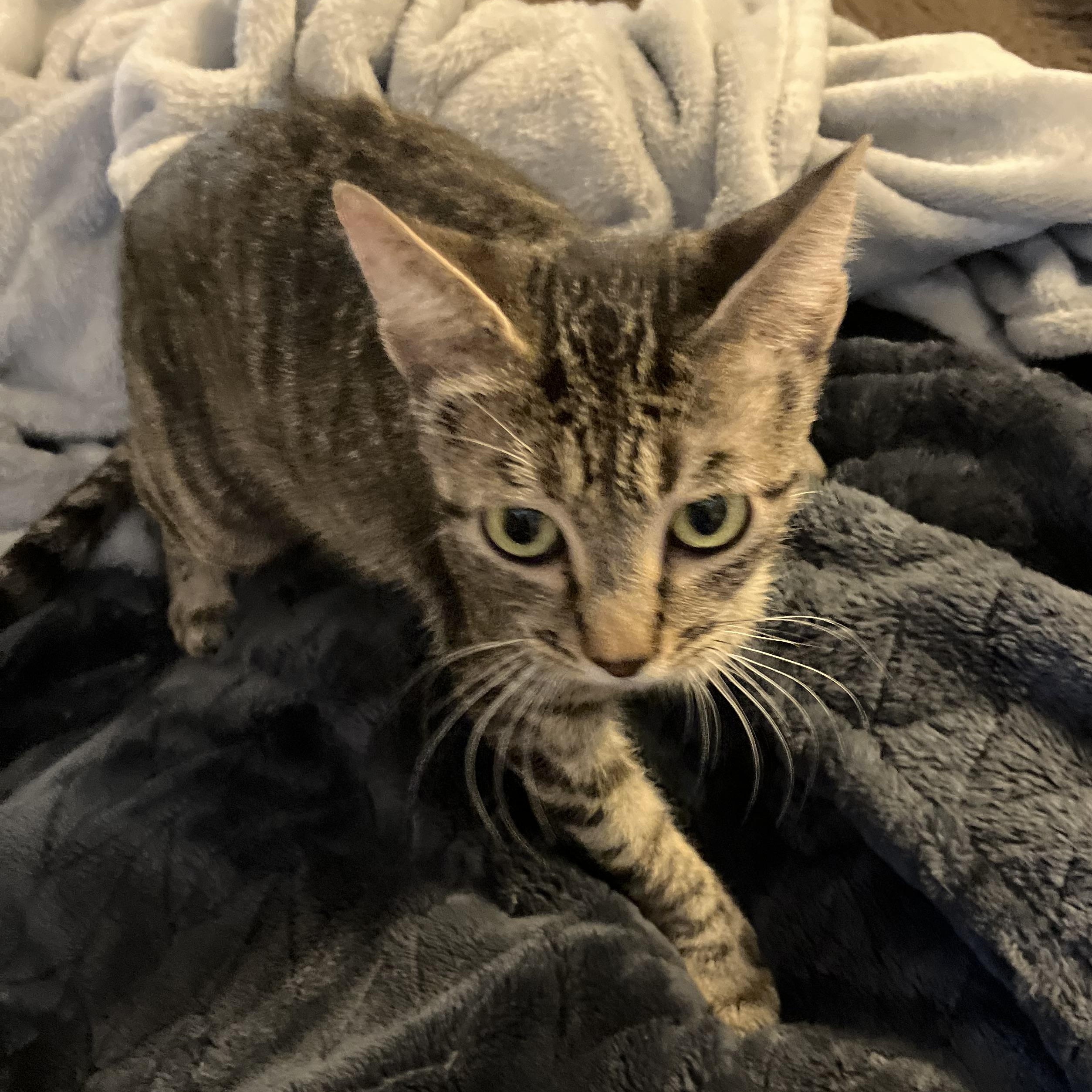 Enlarge Orielle. (Oh ray), a ADOPTABLE Tabby in Portland, OR image 3/6