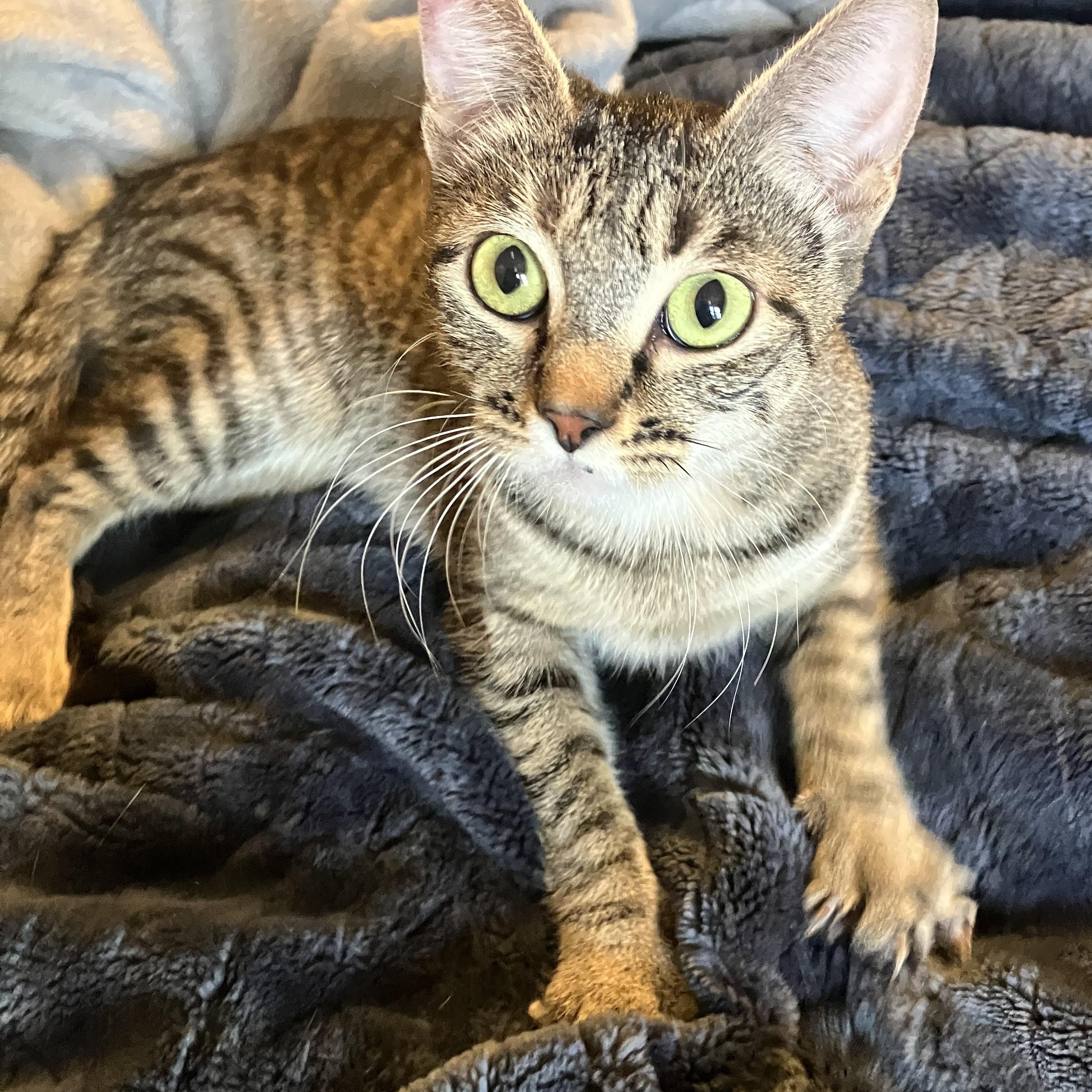 Enlarge Orielle. (Oh ray), a ADOPTABLE Tabby in Portland, OR image 2/6