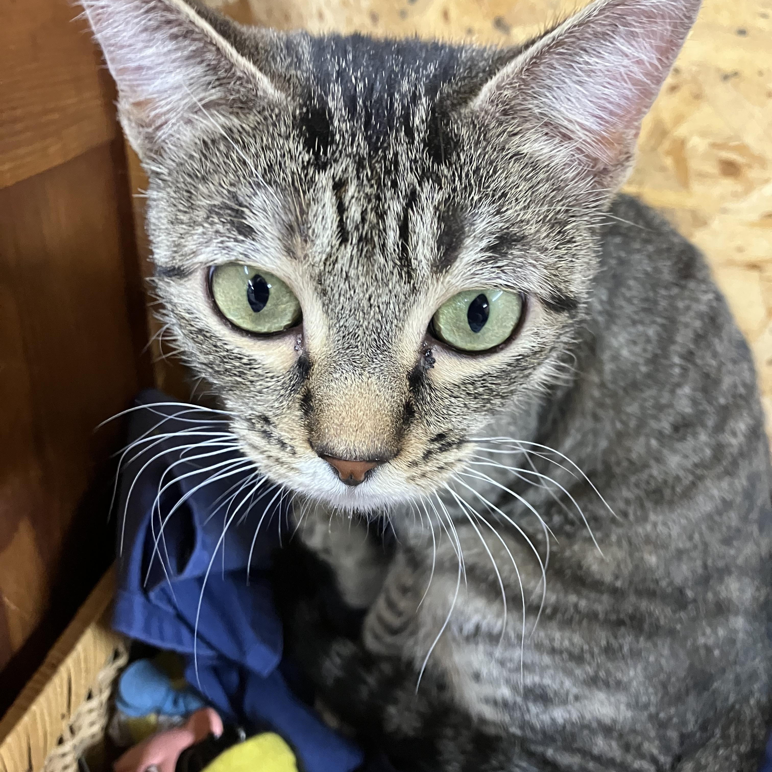 Enlarge Orielle. (Oh ray), a ADOPTABLE Tabby in Portland, OR image 5/6