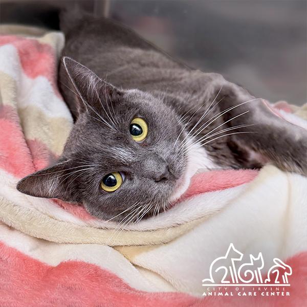 DUSTY, Adoptable, Young Female Domestic Short Hair.