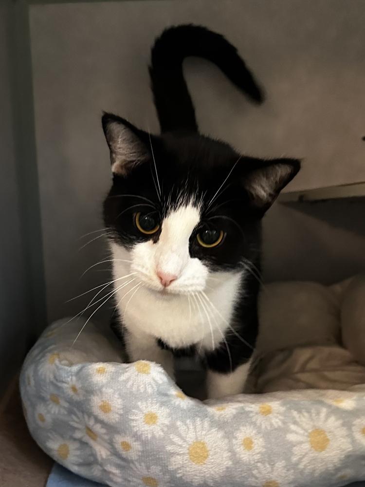 Holle, Adoptable, Adult Female Domestic Short Hair.