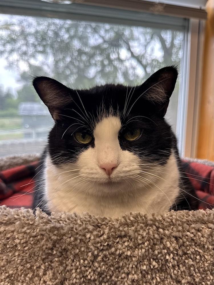 Enlarge Holle, a Adopted mixed breed in Papillion, NE image 1/6