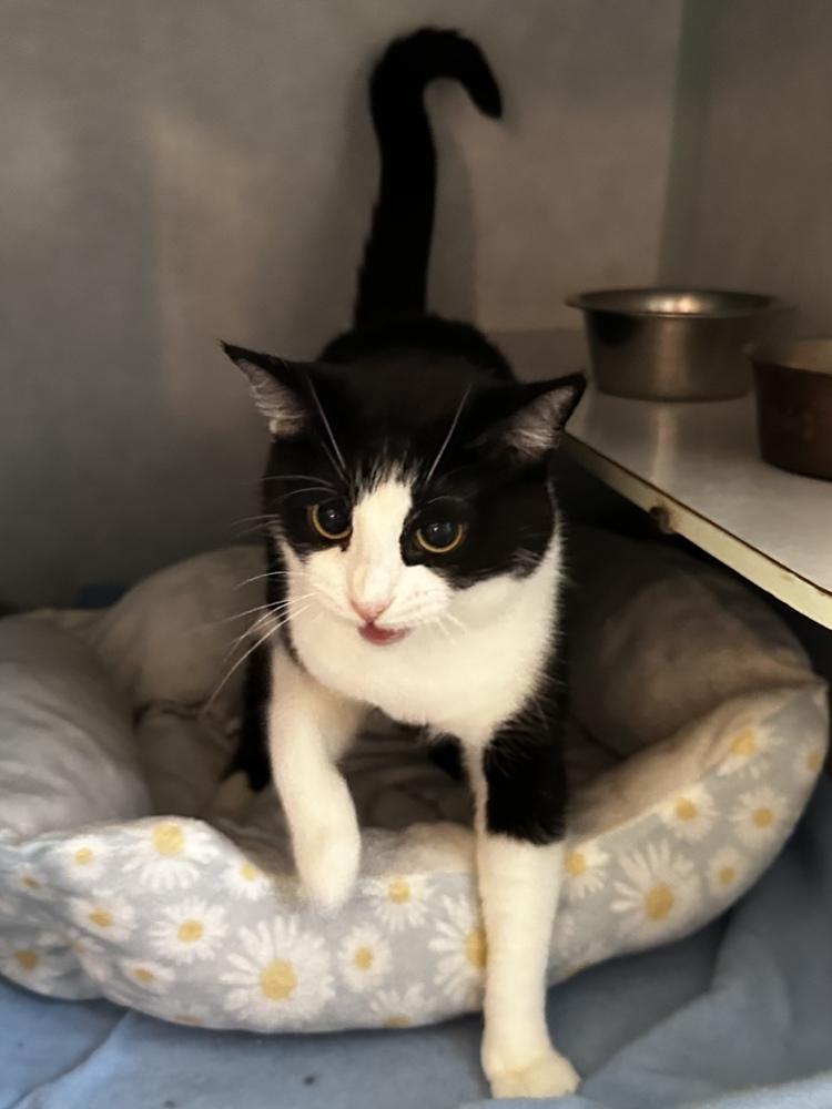 Enlarge Holle, a Adoptable mixed breed in Papillion, NE image 2/6