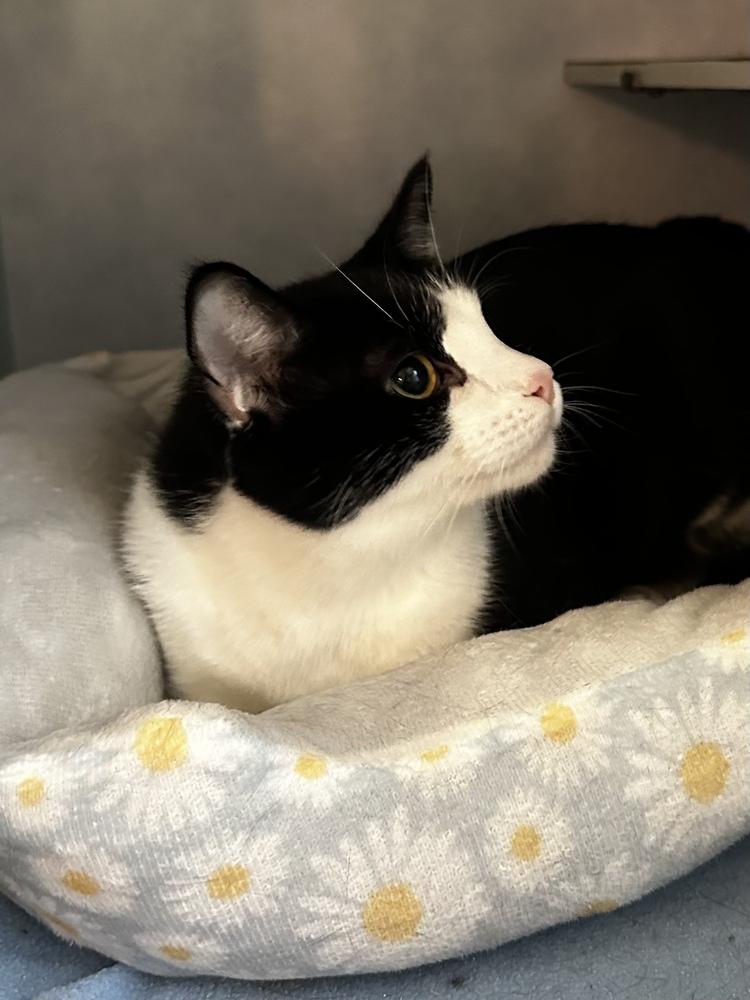 Enlarge Holle, a Adoptable mixed breed in Papillion, NE image 3/6