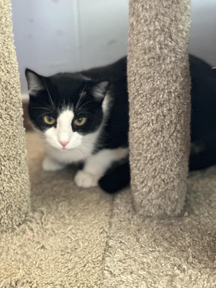 Enlarge Holle, a Adoptable mixed breed in Papillion, NE image 4/6