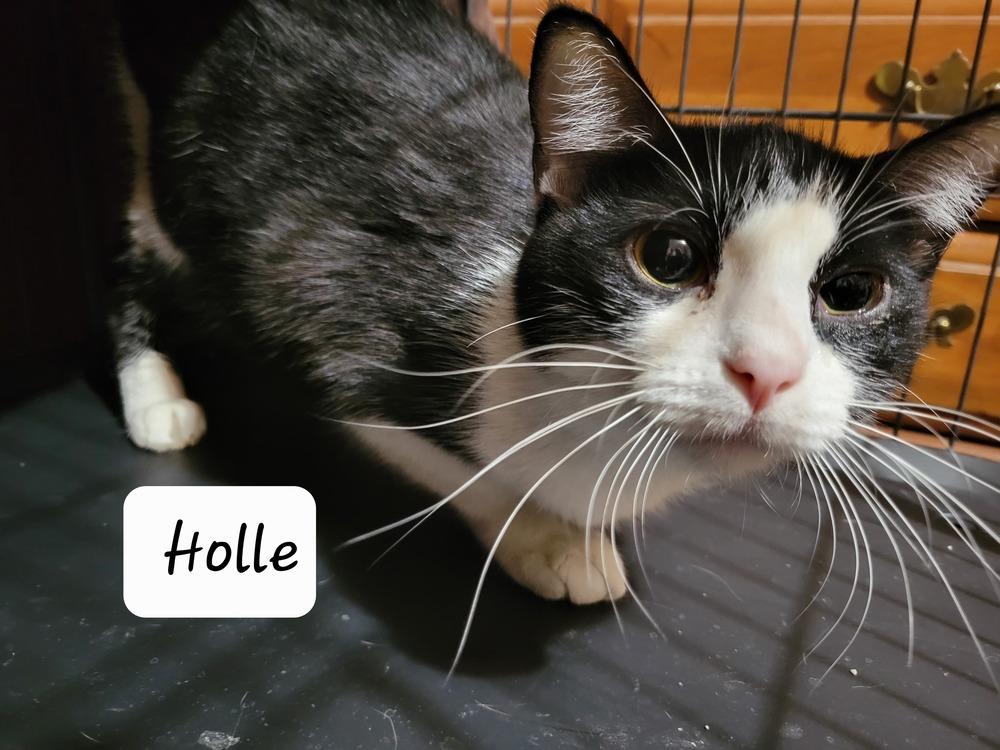 Enlarge Holle, a Adoptable mixed breed in Papillion, NE image 5/6