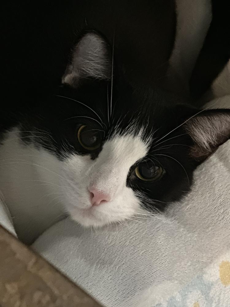 Enlarge Holle, a Adoptable mixed breed in Papillion, NE image 6/6