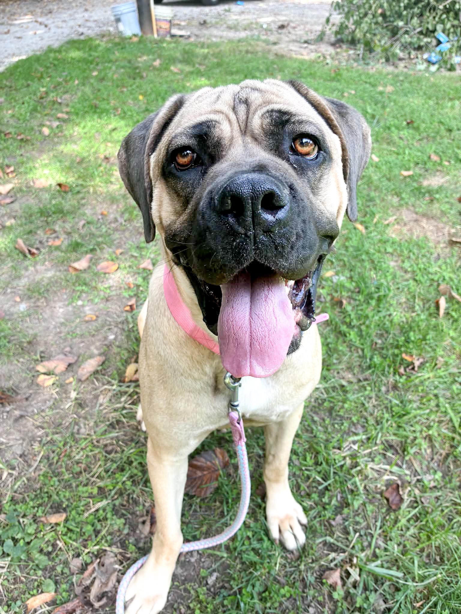 Enlarge Pretzel, a Adoptable Mastiff in Muskego, WI image 4/5