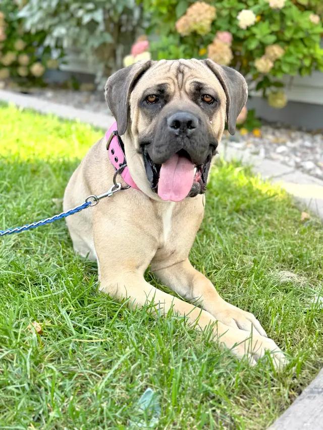 Enlarge Pretzel, a Adoptable Mastiff in Muskego, WI image 1/5